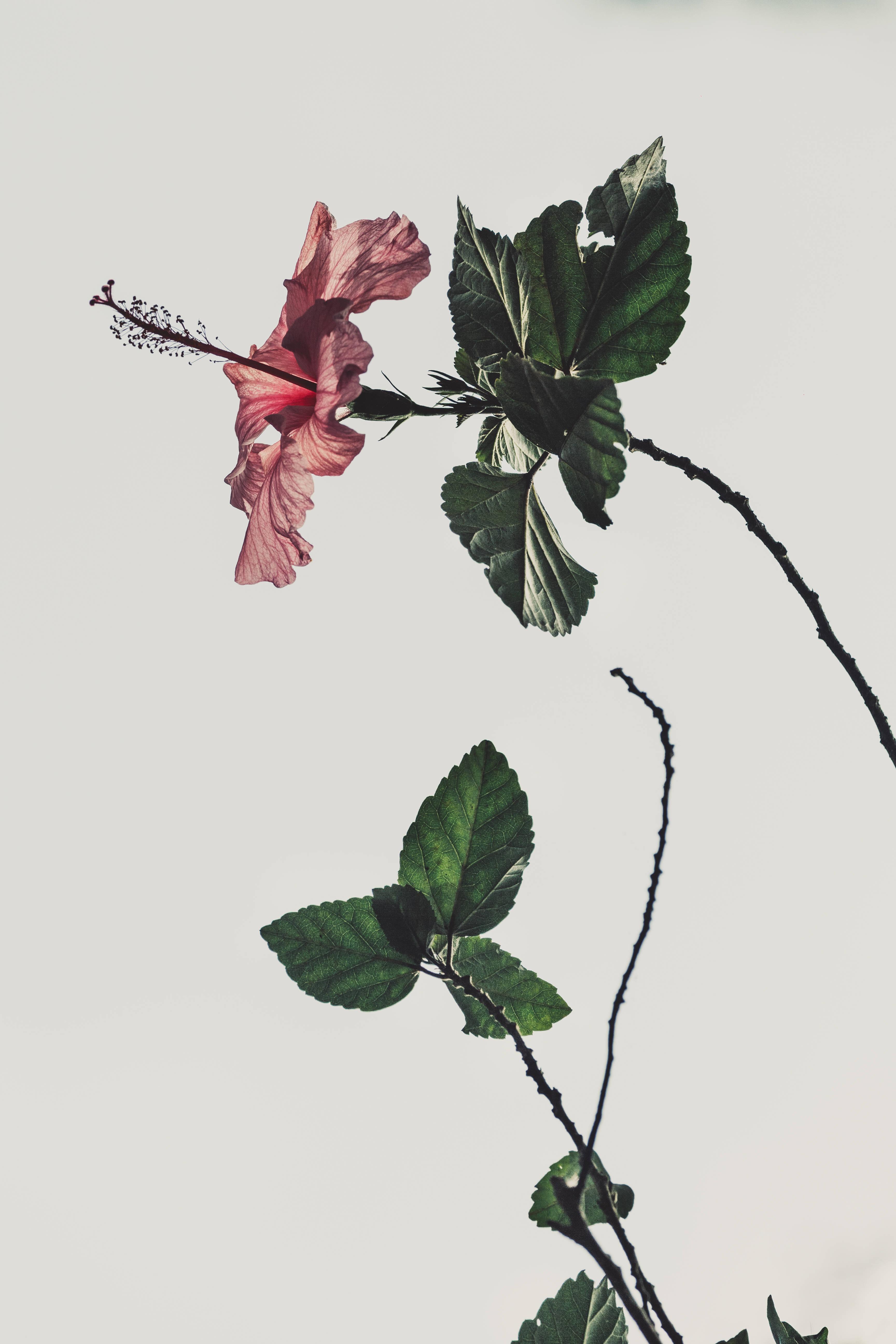 Aesthetic Hibiscus Rosa Sinensis — 3456x5184 wallpaper
