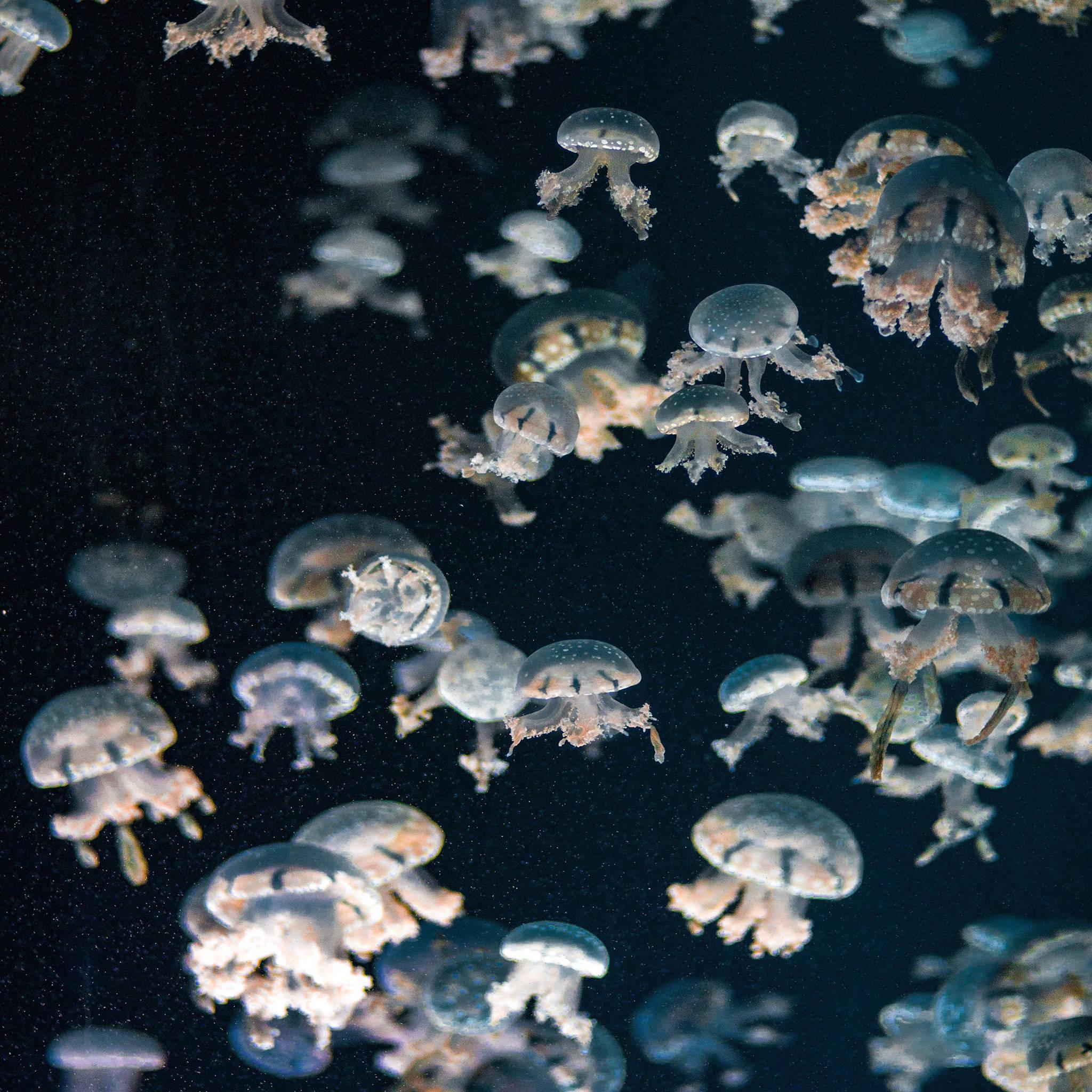 Aesthetic Ipad Jellyfish — 2048x2048 wallpaper