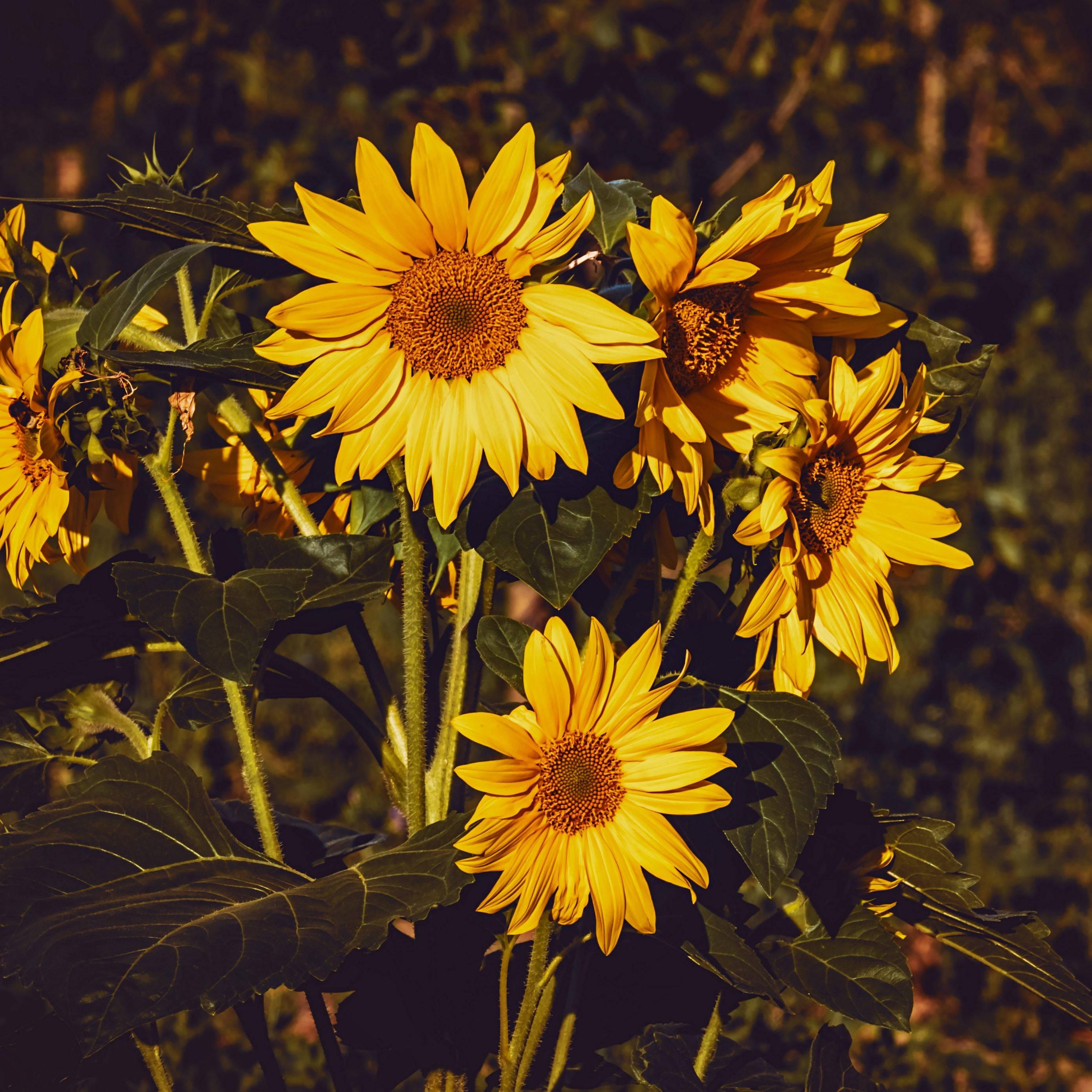 Aesthetic Ipad Sunflowers — 2780x2780 wallpaper