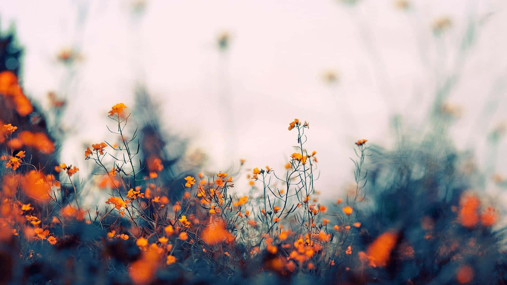Aesthetic Laptop background