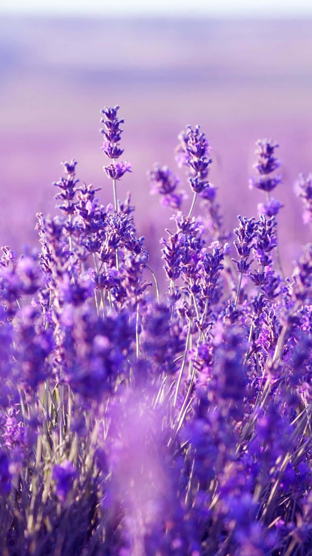 Aesthetic Lavender Picture — 1080x1920 wallpaper