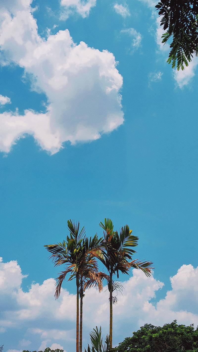 Aesthetic Phone Coconut Trees — 800x1422 wallpaper