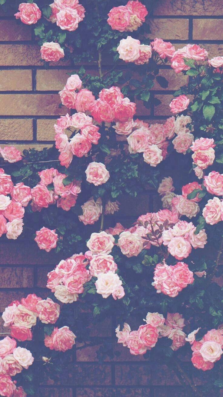 Aesthetic Pink iPhone Roses On Wall — 736x1308 wallpaper