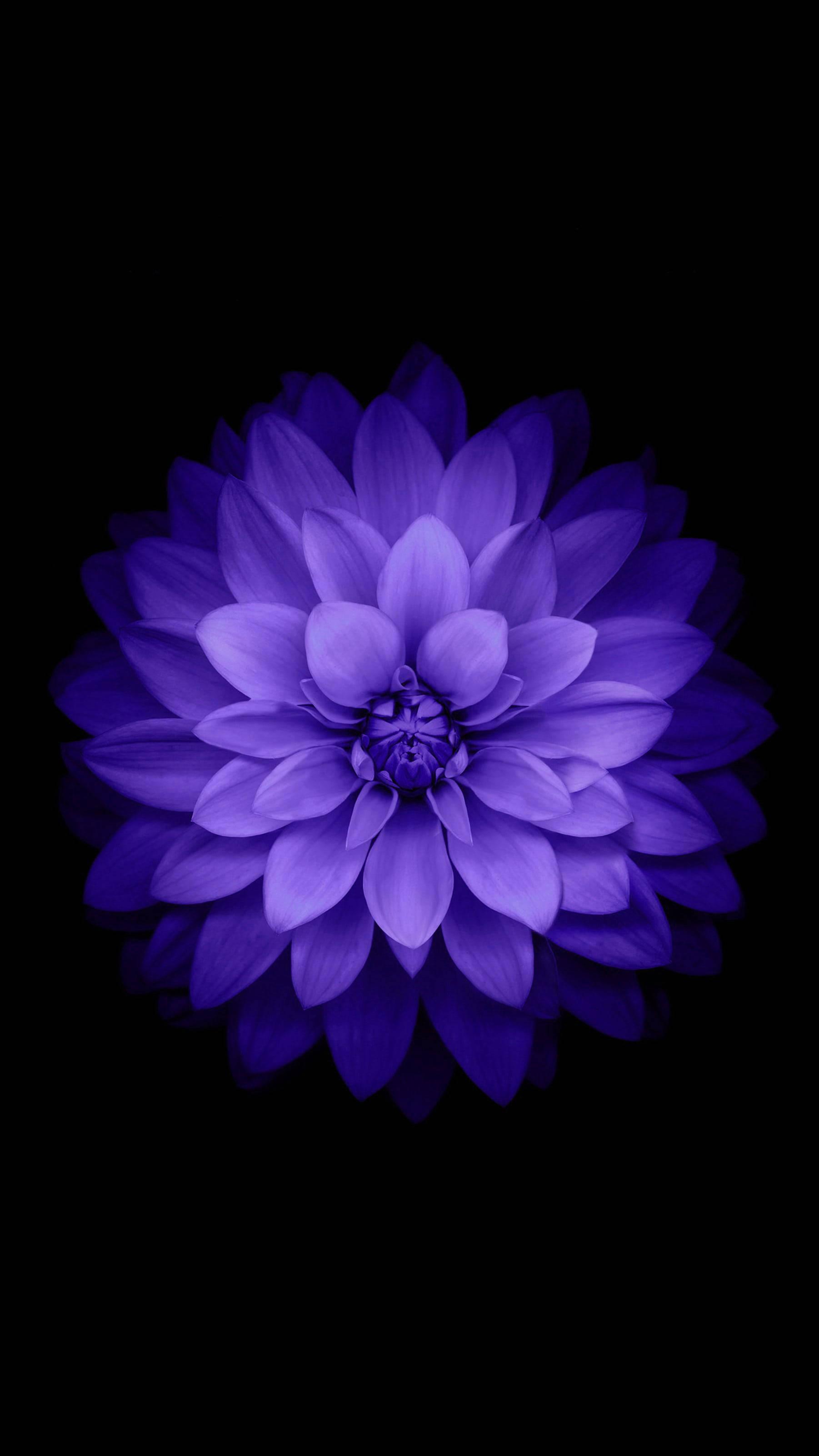 Aesthetic Purple Dahlia Flower Mobile — 1802x3203 wallpaper