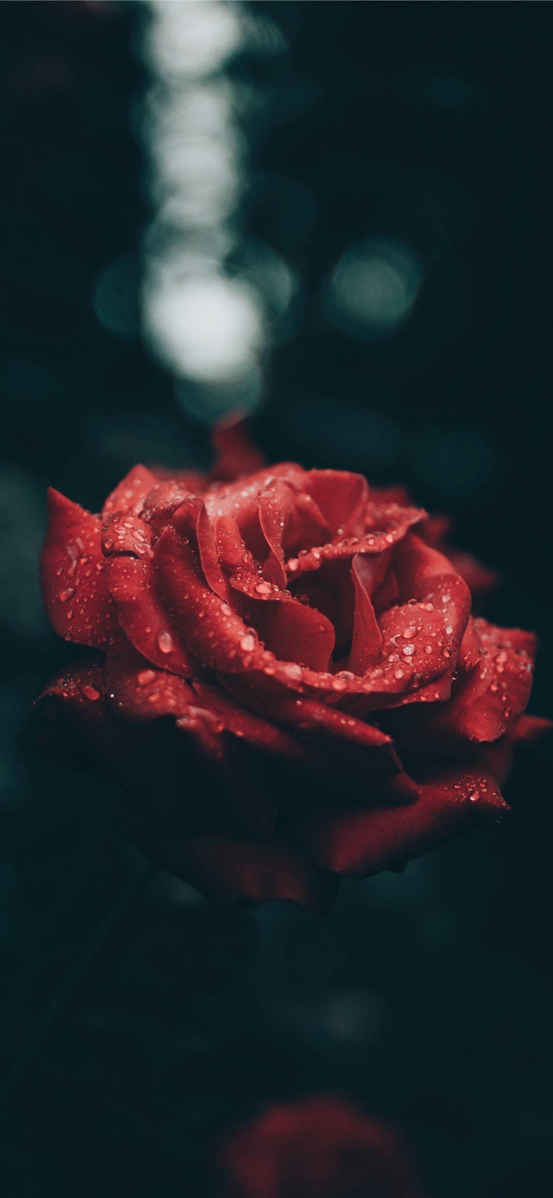 Aesthetic Red Rose For IPhone