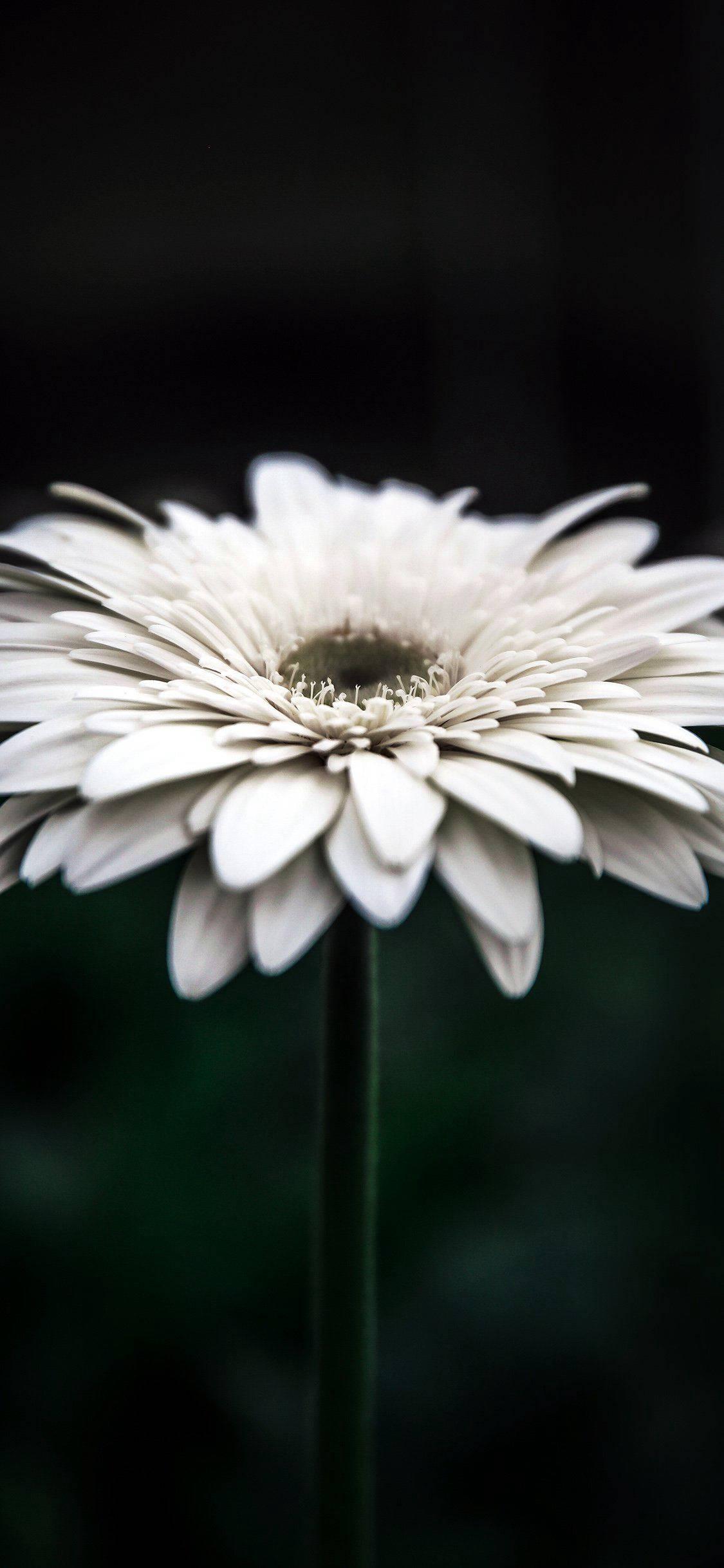 Aesthetic White Daisy For IPhone