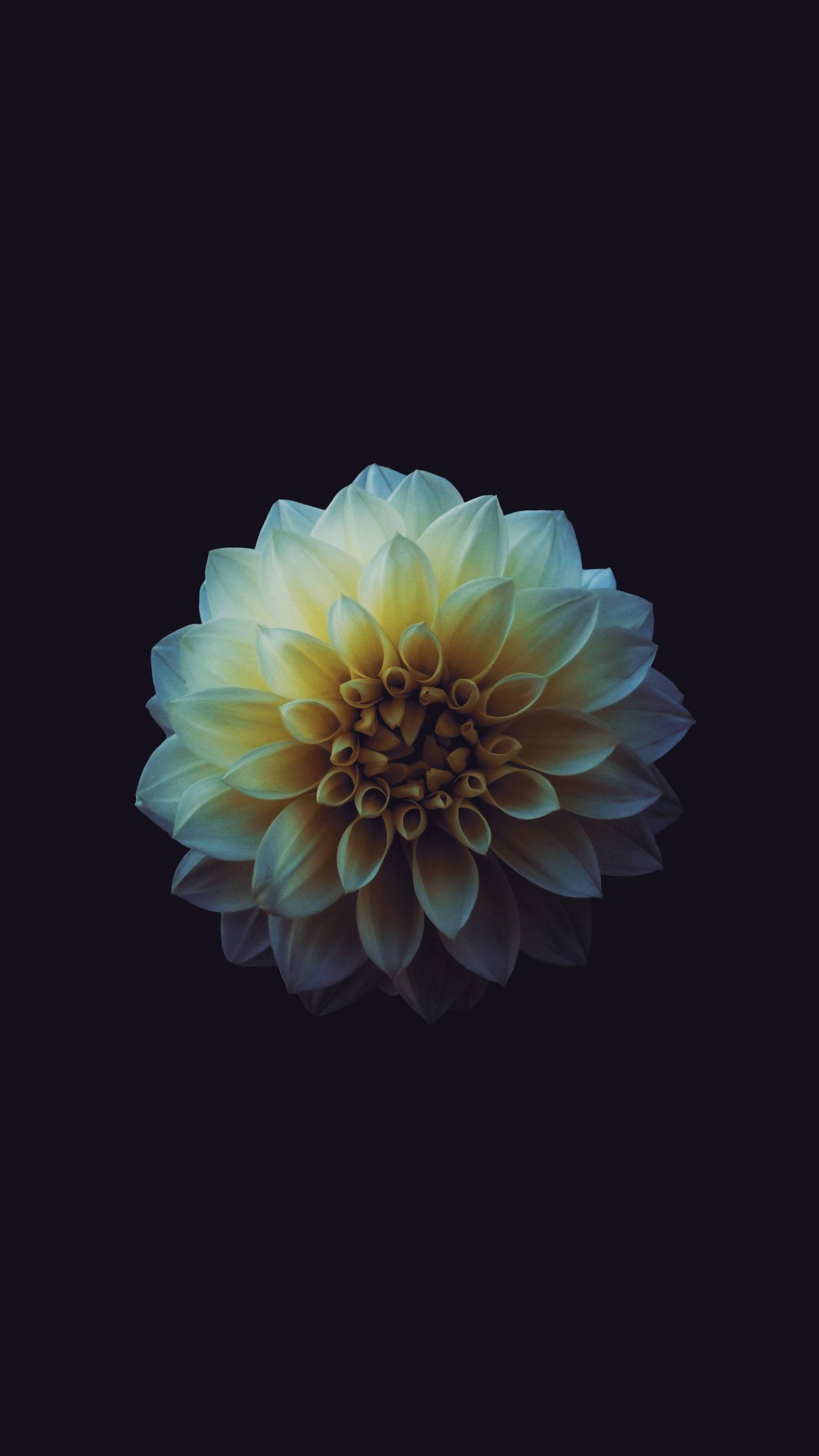 Aesthetic Yellow Flower iPhone Dark — 1440x2560 wallpaper
