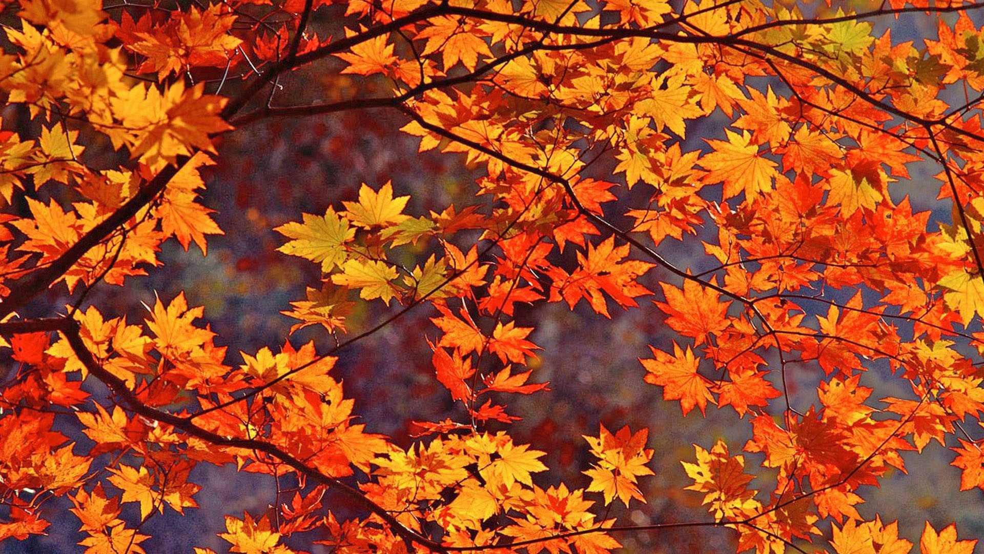 Alluring orange maple leaves in Fall — 1920x1080 wallpaper