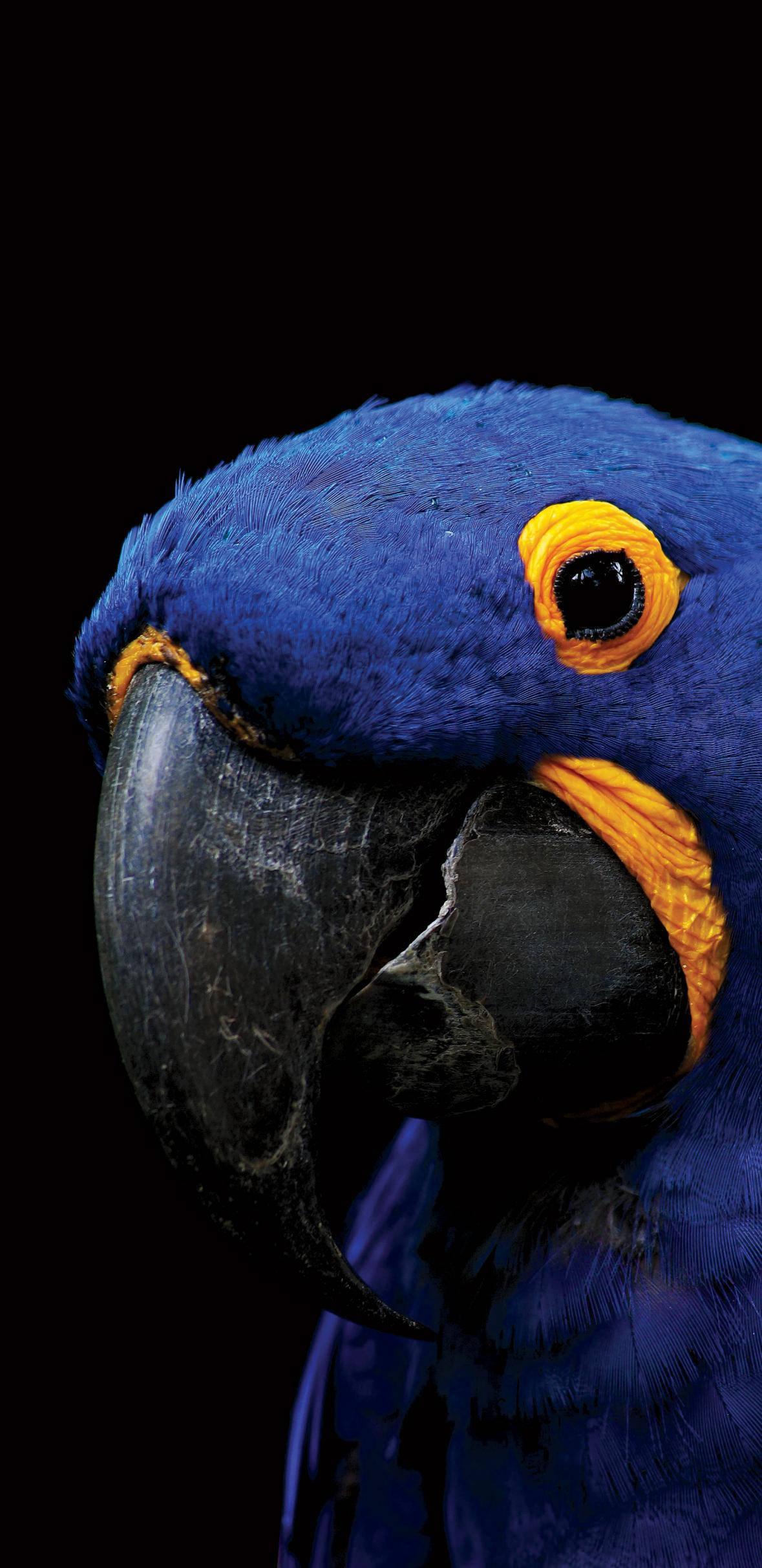Amoled Cute Blue Parrot — 1179x2424 wallpaper