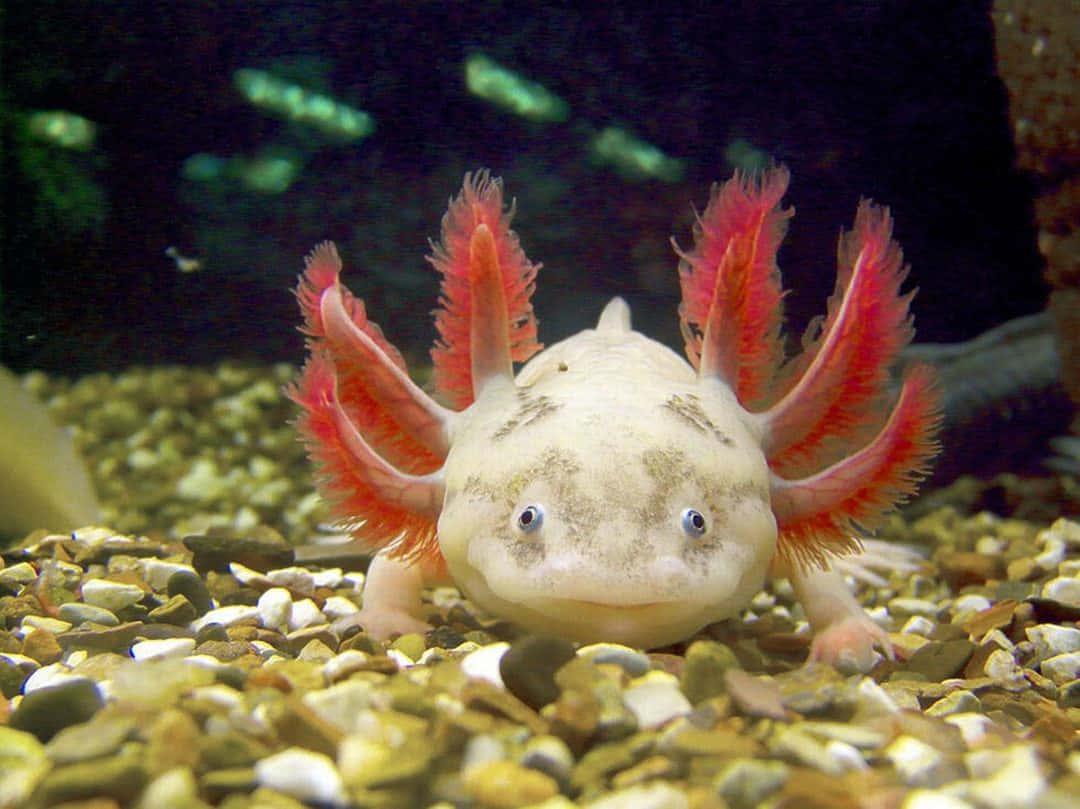 An Adorable Axolotl — 1080x809 wallpaper