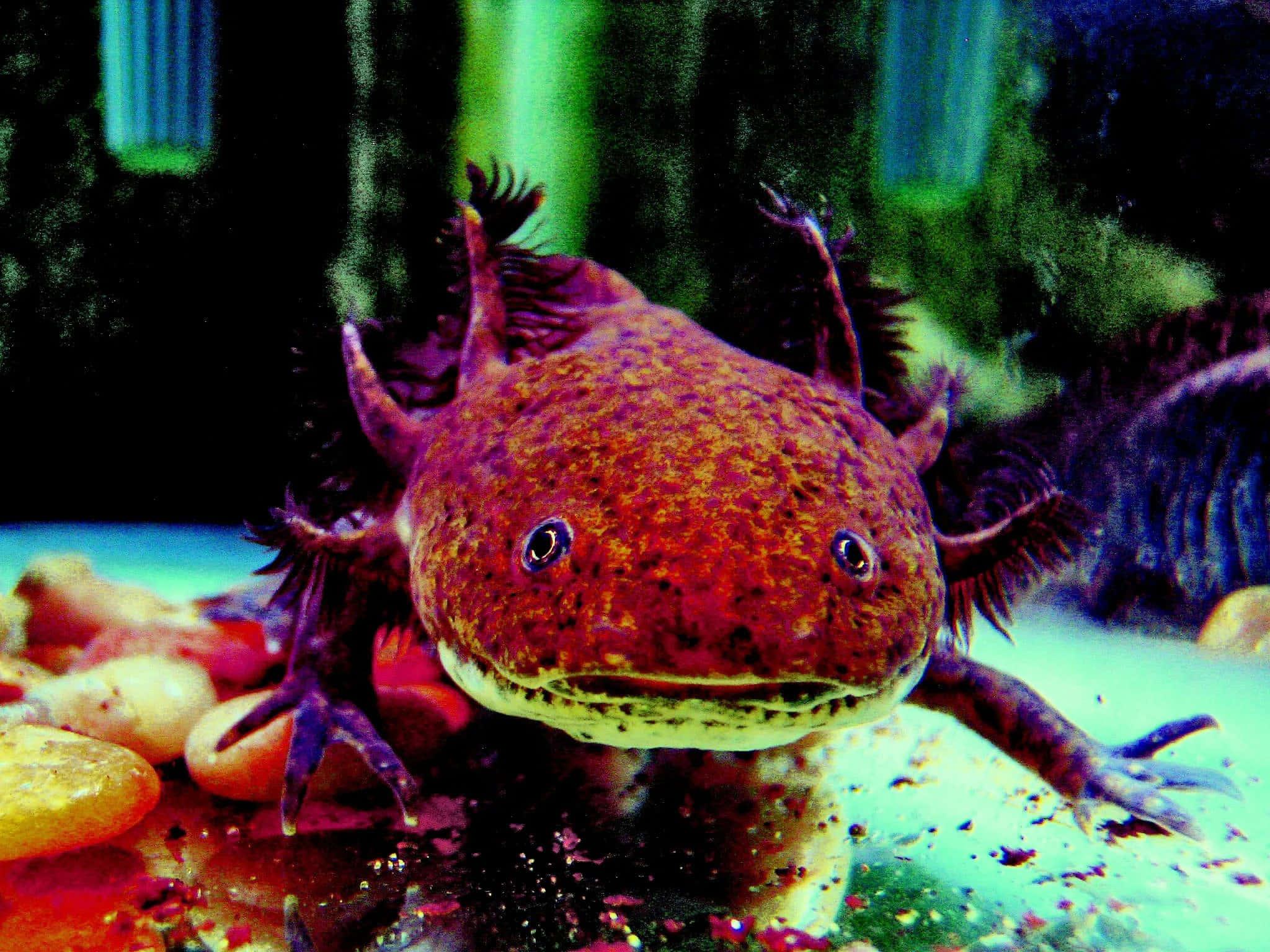 An Adorable Mexican Axolotl — 2048x1536 wallpaper