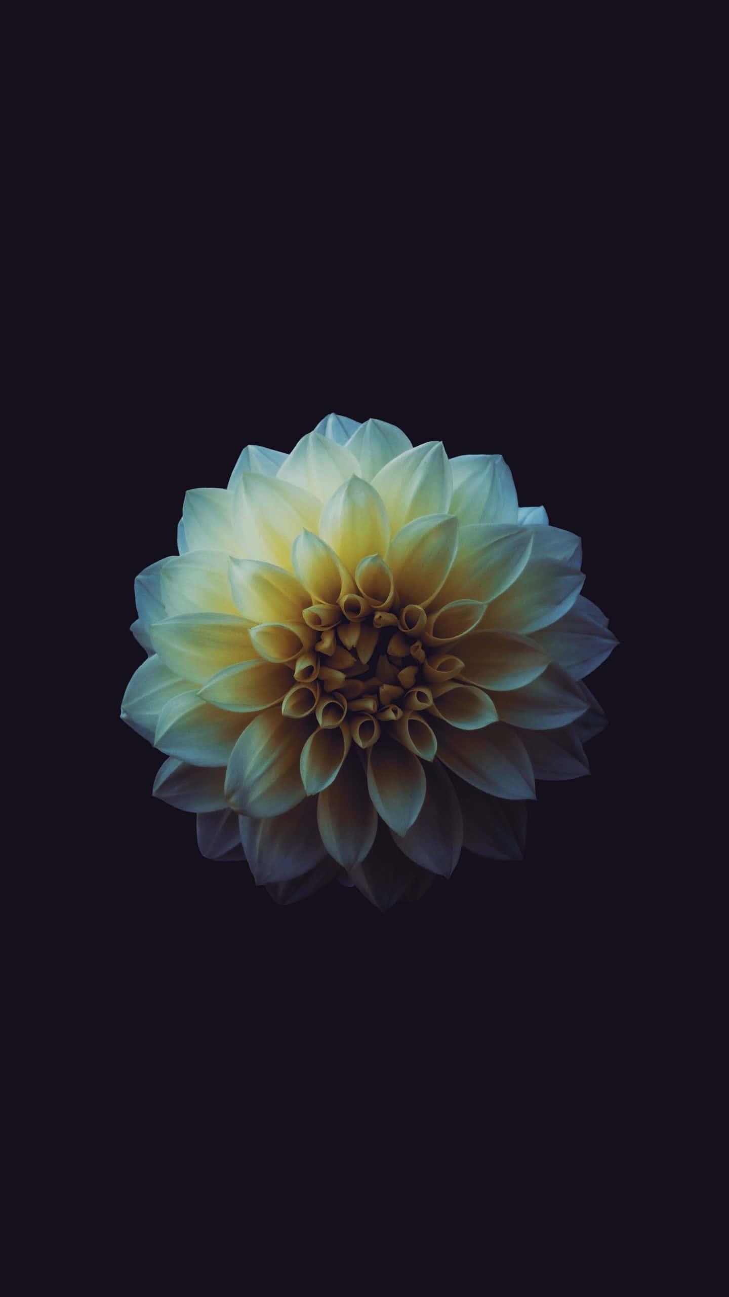 An Aesthetic iPhone Background