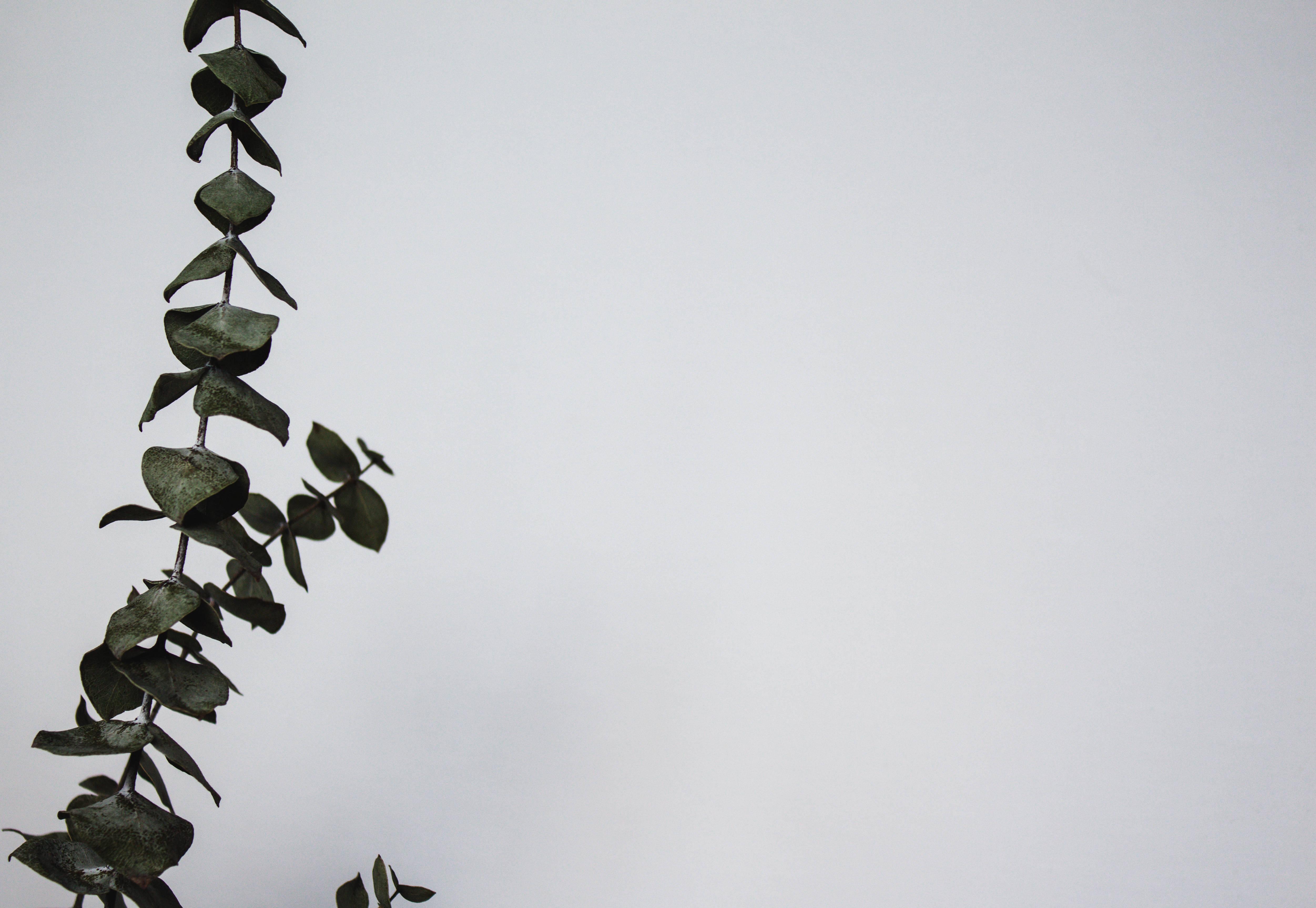 An Aesthetic Vibe of Green Leaves — 5005x3456 wallpaper