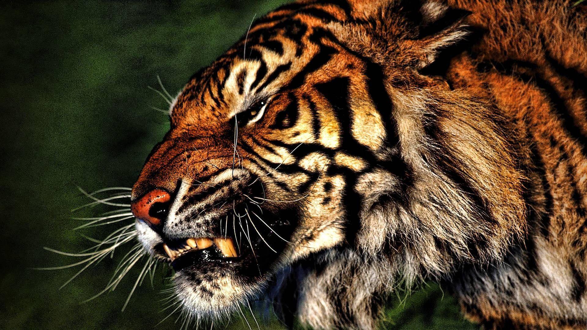 An Angry Tiger Roaring — 1920x1080 wallpaper