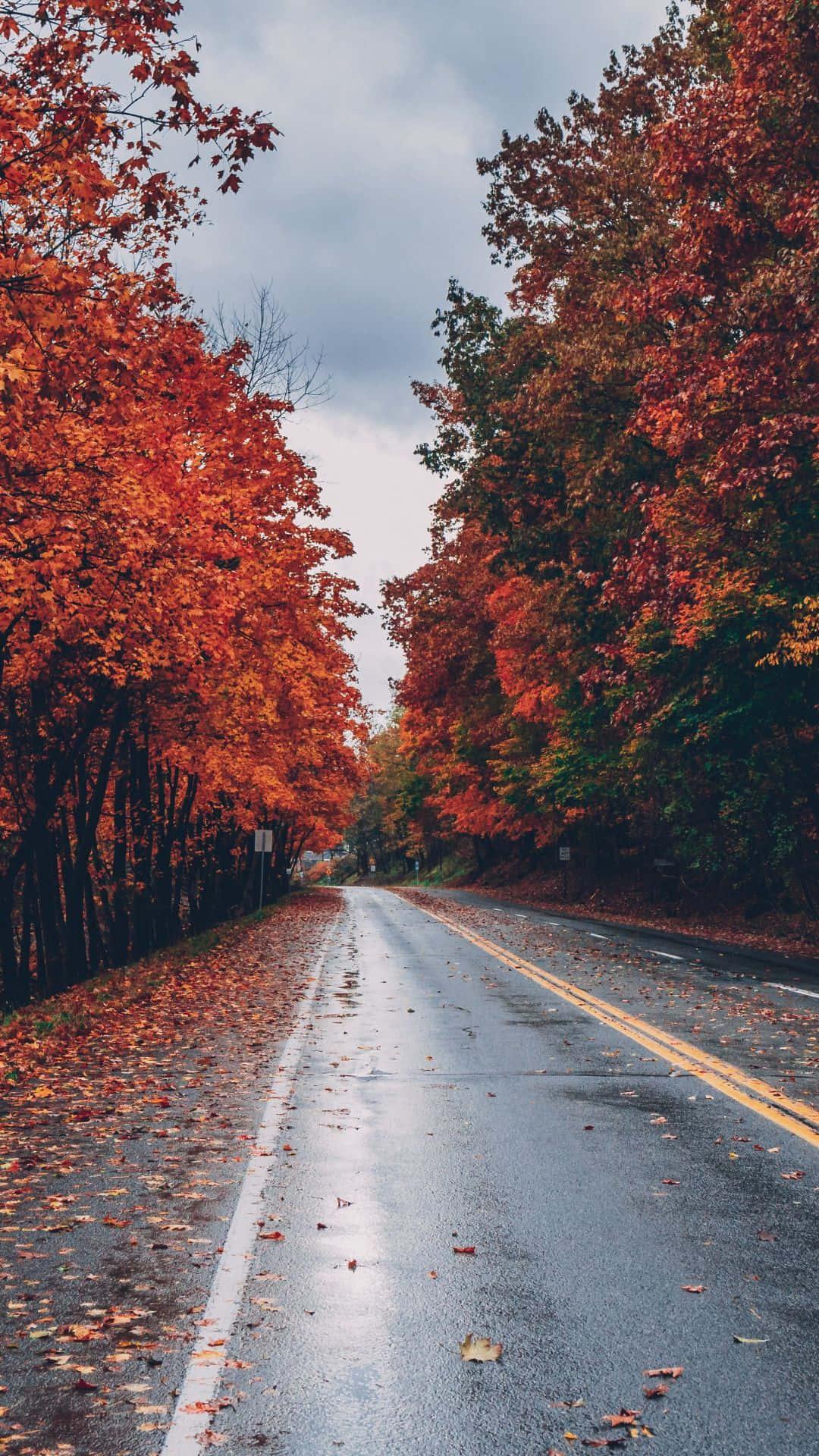 An Autumn Scene of Color — 1080x1920 wallpaper