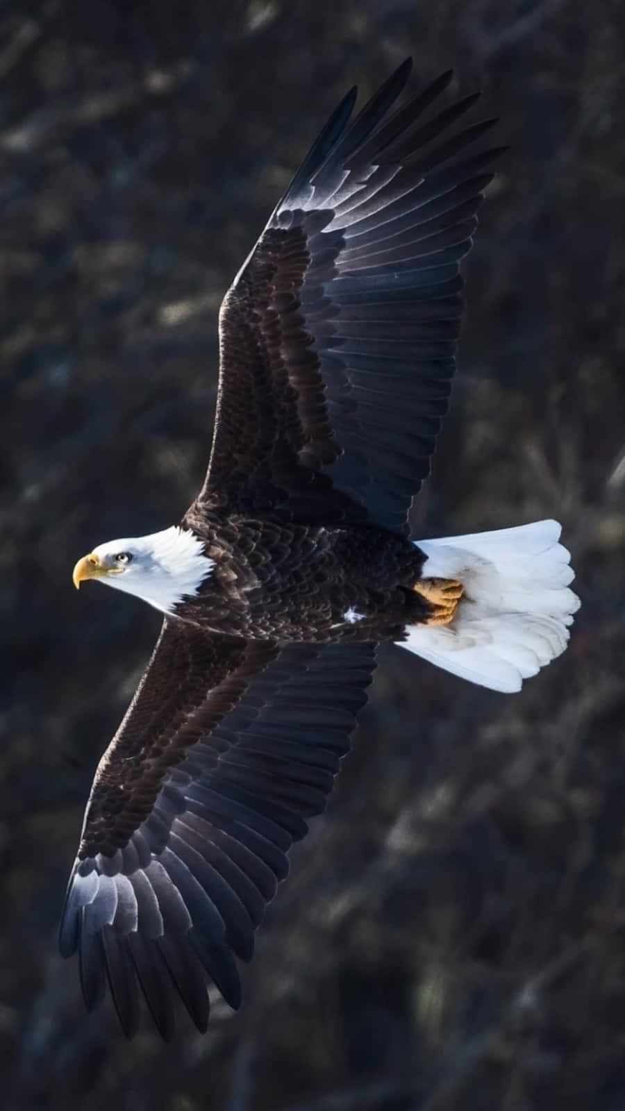 An Eagle soars above its kingdom — 900x1600 wallpaper