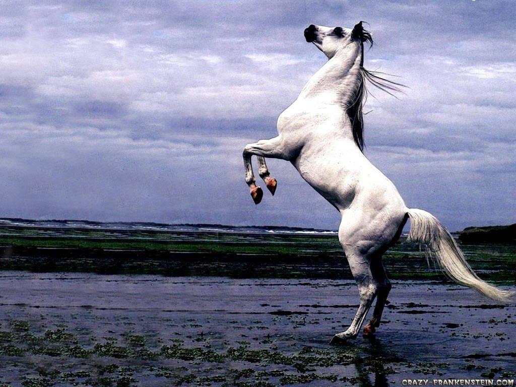 An eerie white horse in a menacing dark forest. — 1024x768 wallpaper