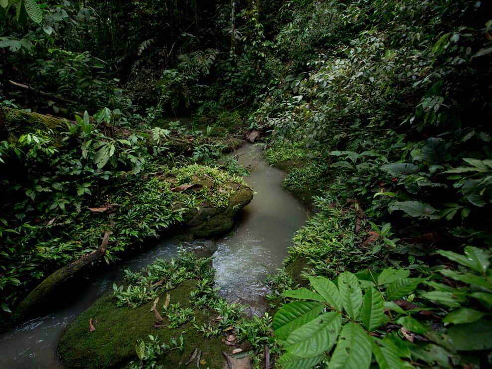 An Enchanting Forest - A Magical Escape — 990x743 wallpaper