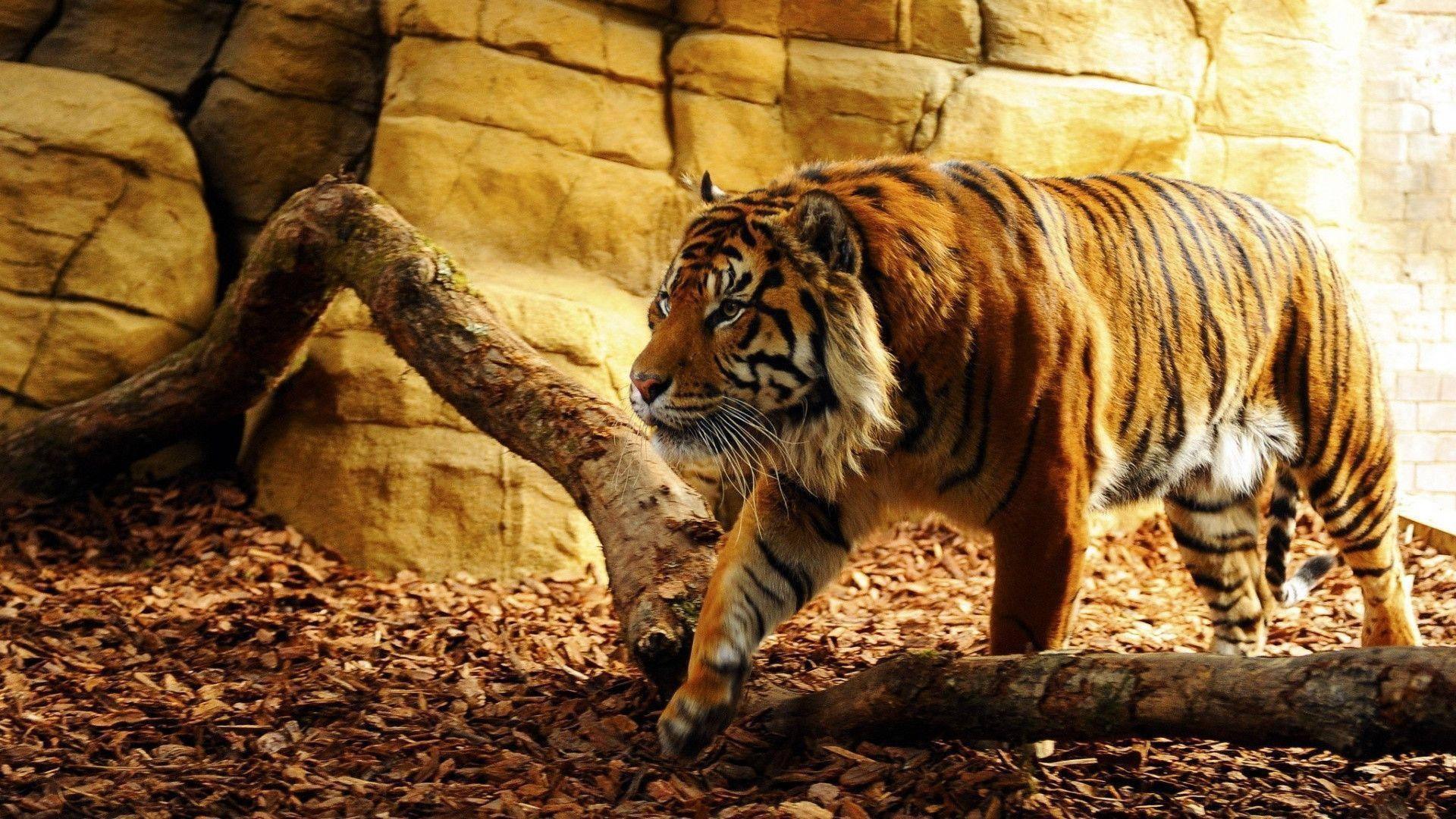 An Encounter With Nature's Dangerous Big Cat: The Tiger — 1920x1080 wallpaper