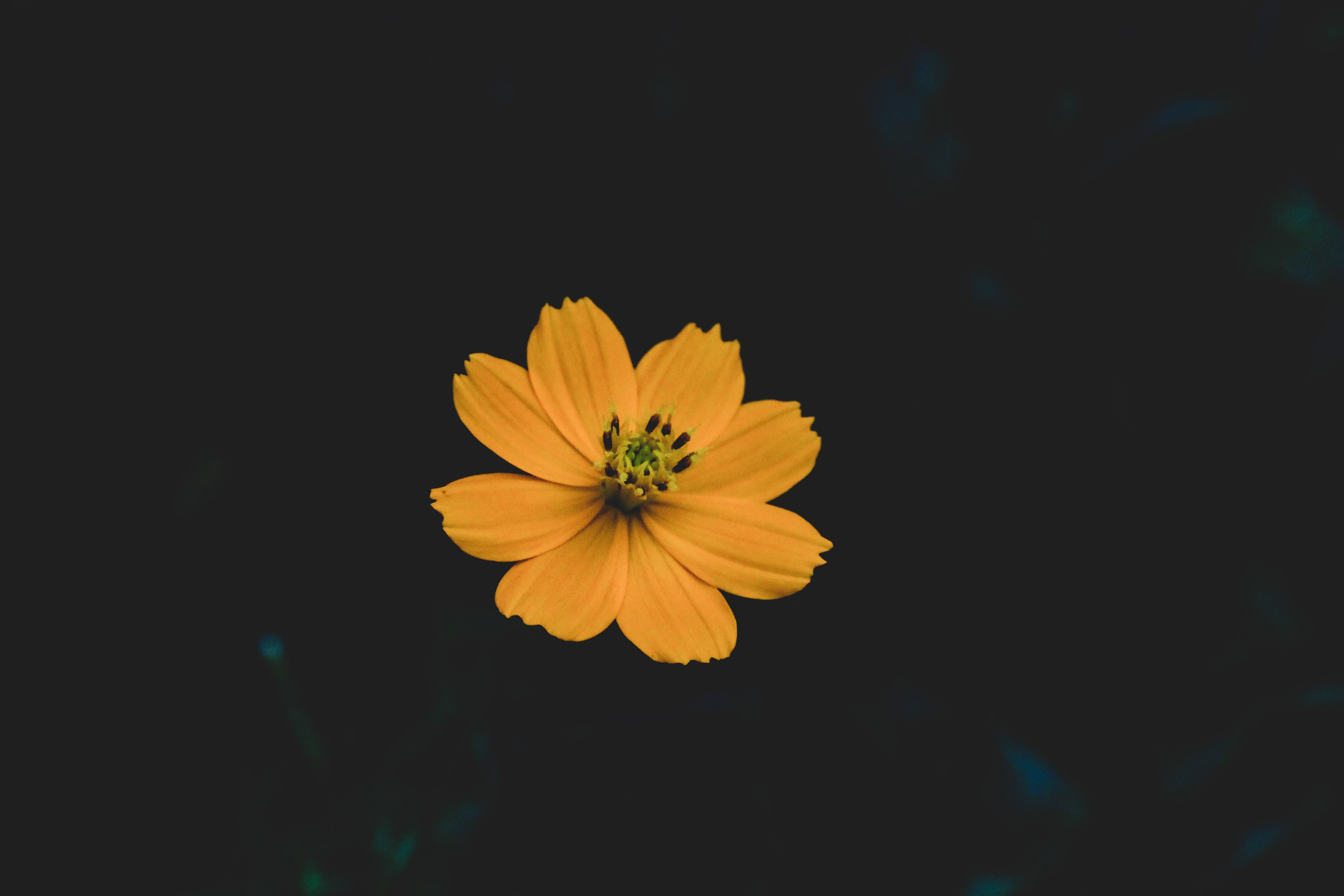 An illuminated orange flower against an inky, jet-black background — 5184x3456 wallpaper