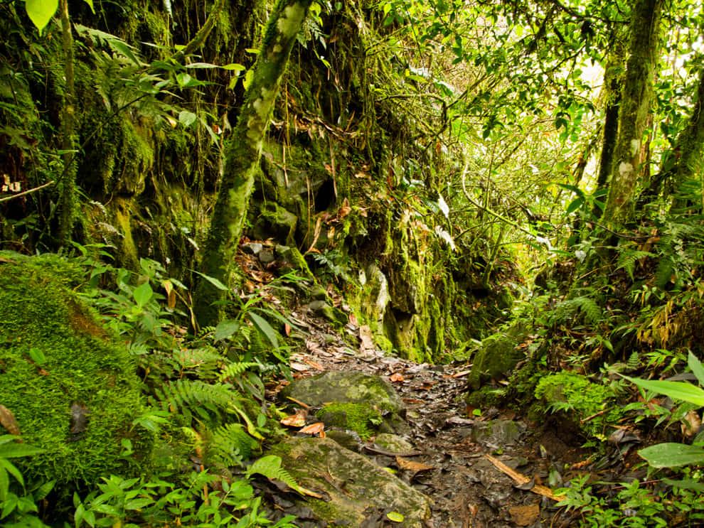 An untouched, lush essence of nature in the forest — 990x743 wallpaper