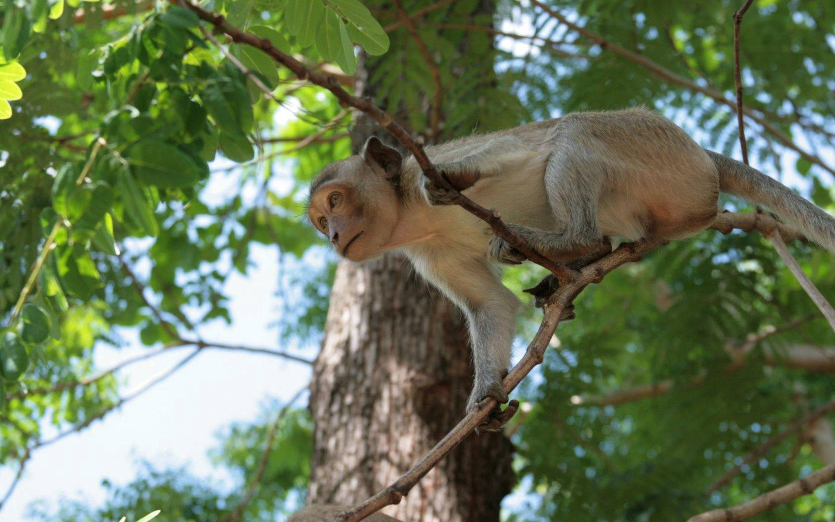 Animal Monkey In Branch — 1680x1050 wallpaper