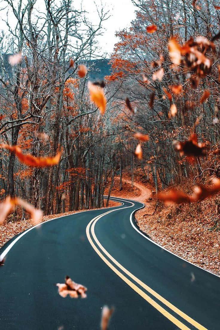 Apple embraces the seasonal change of Fall with a unique iPhone background — 736x1104 wallpaper