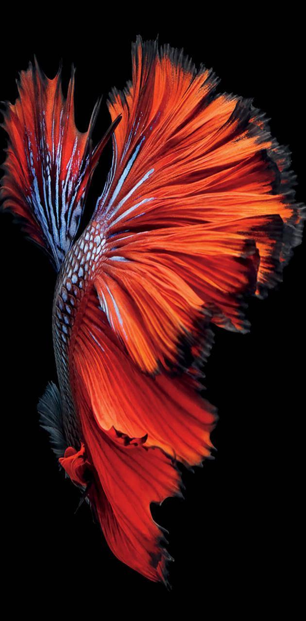 Apple iPhone Default Red Siamese Fish — 630x1280 wallpaper