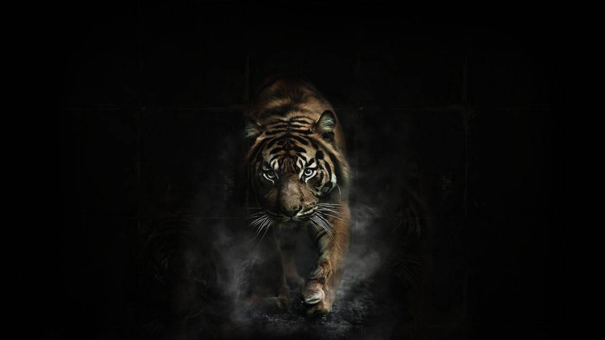 Aspiring to Soar — 1244x700 wallpaper