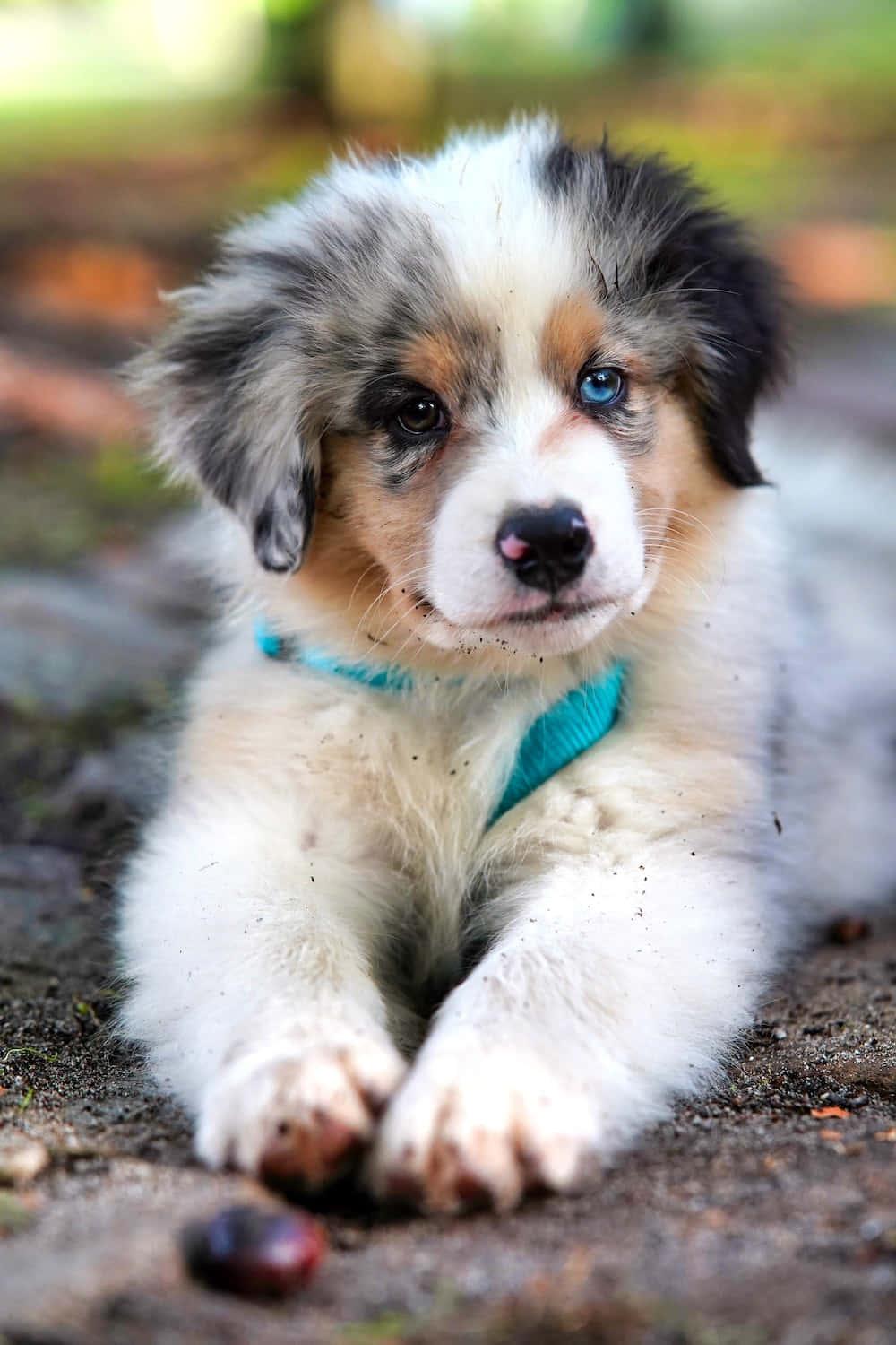 Australian Shepherd Puppy Picture — 1000x1500 wallpaper