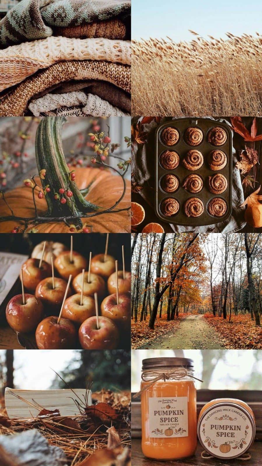 autumn - a collage of pictures of autumn — 899x1600 wallpaper