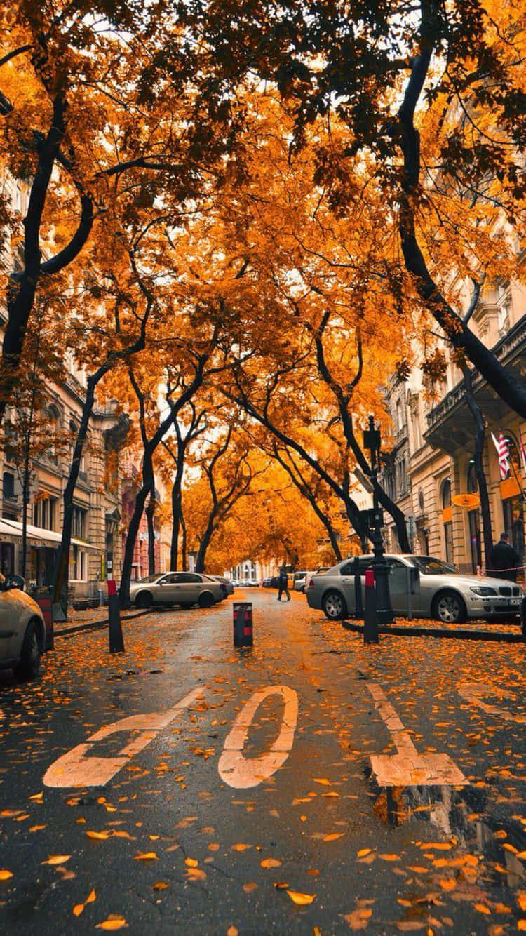 Autumn colors bathe this Fall Iphone background — 750x1334 wallpaper
