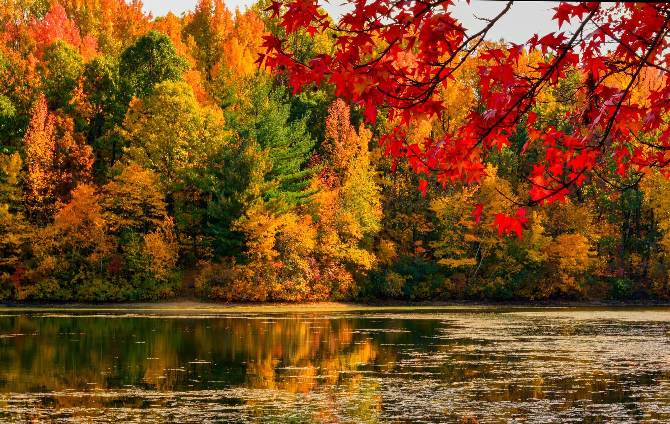 Autumn is here, with red and yellow leaves crunching under the feet — 2177x1376 wallpaper