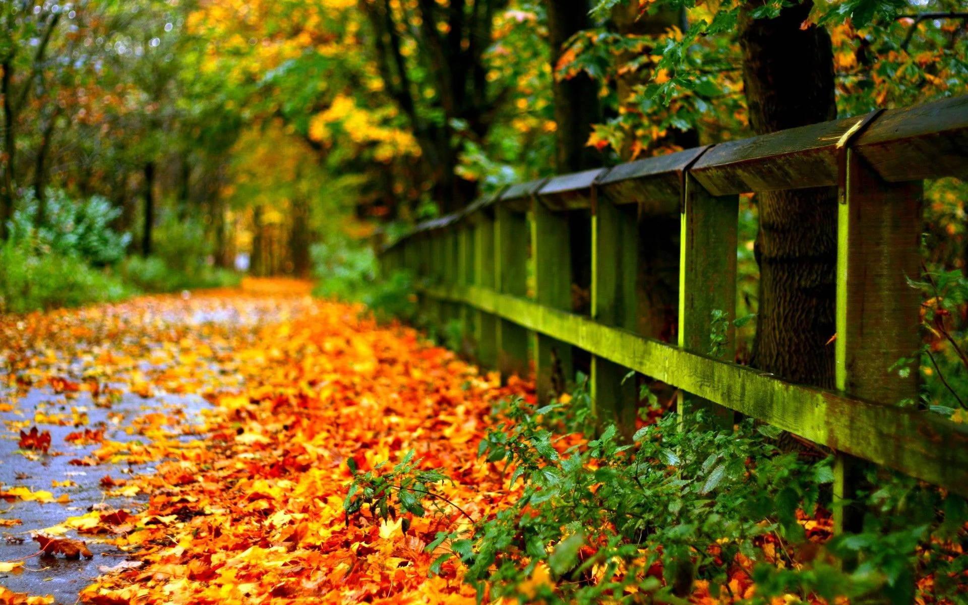 Autumn Leaves Full Screen Hd Desktop — 1920x1200 wallpaper