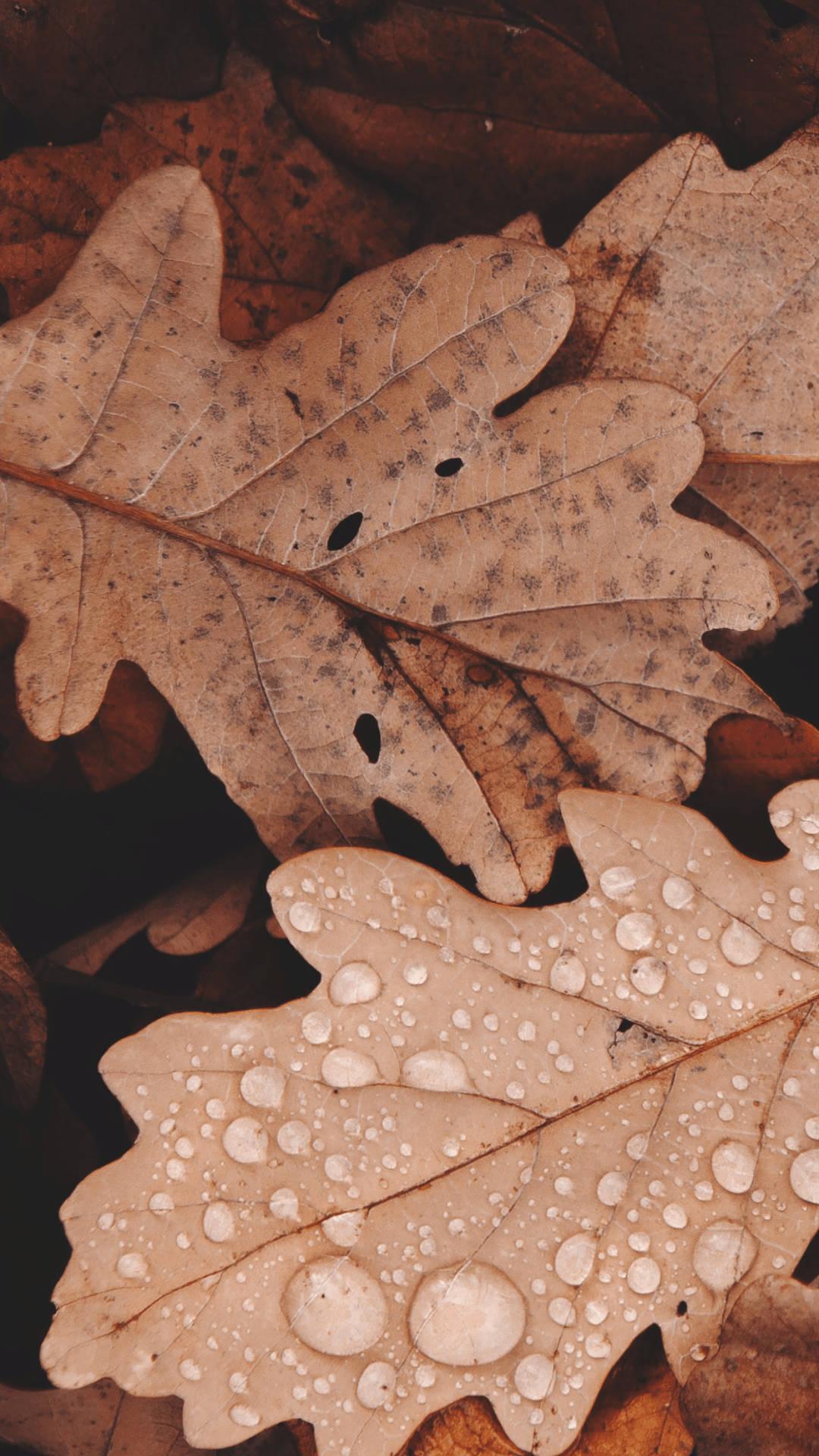 Autumn Oak Leaves Oppo A5s — 1080x1920 wallpaper
