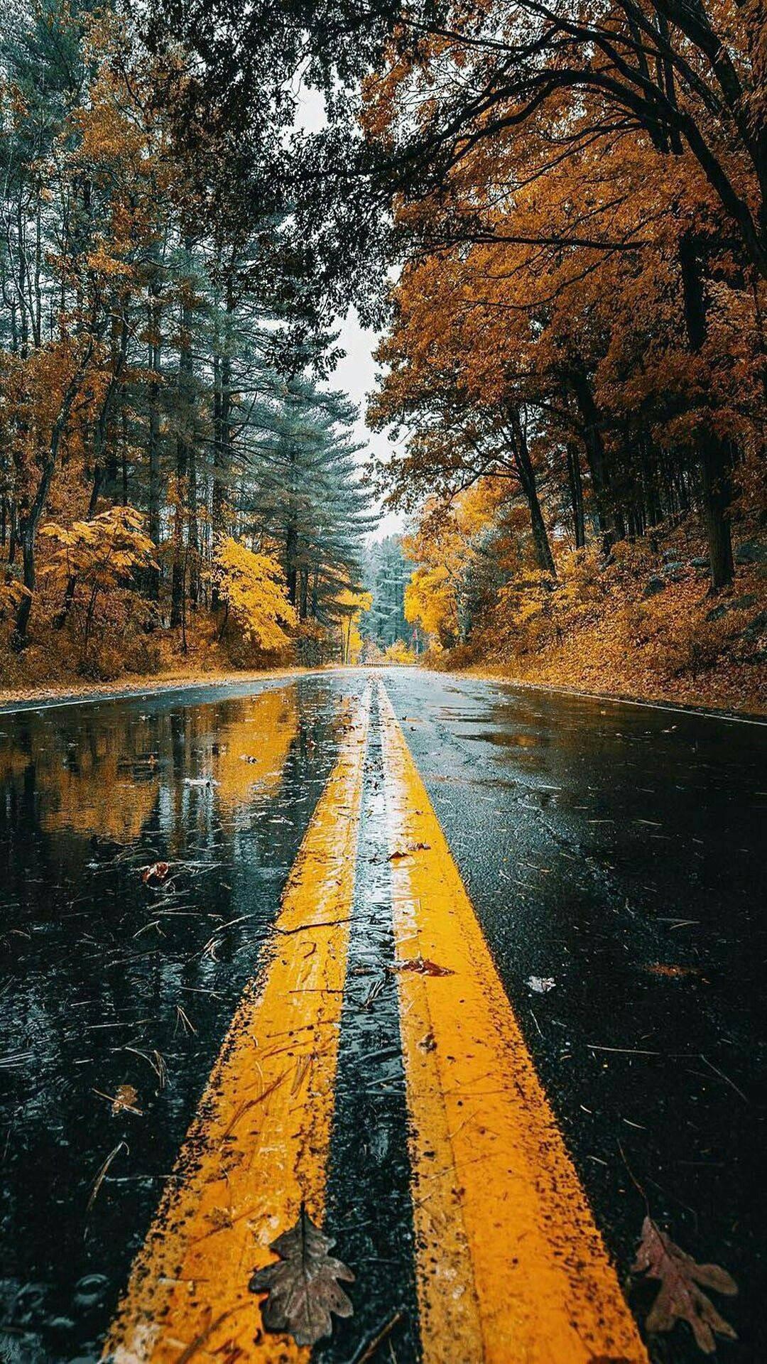 Autumn Road Beautiful Phone — 1080x1920 wallpaper