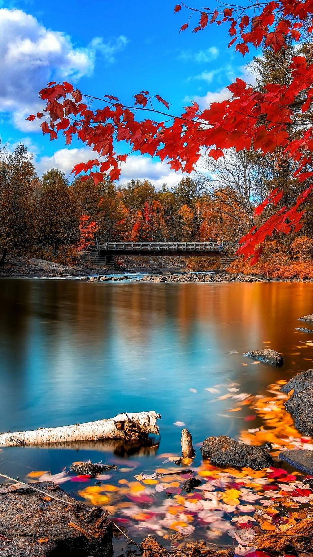 Autumn Season Beautiful Phone — 1080x1920 wallpaper
