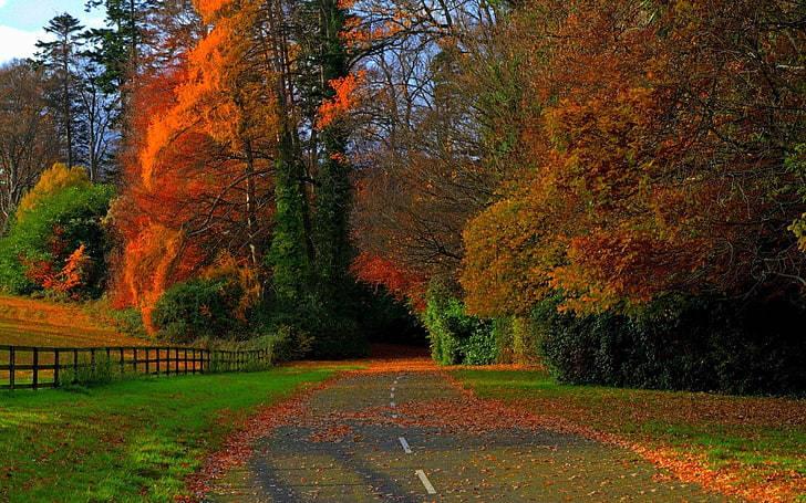 Autumn Streets Full Screen Hd Desktop — 728x455 wallpaper