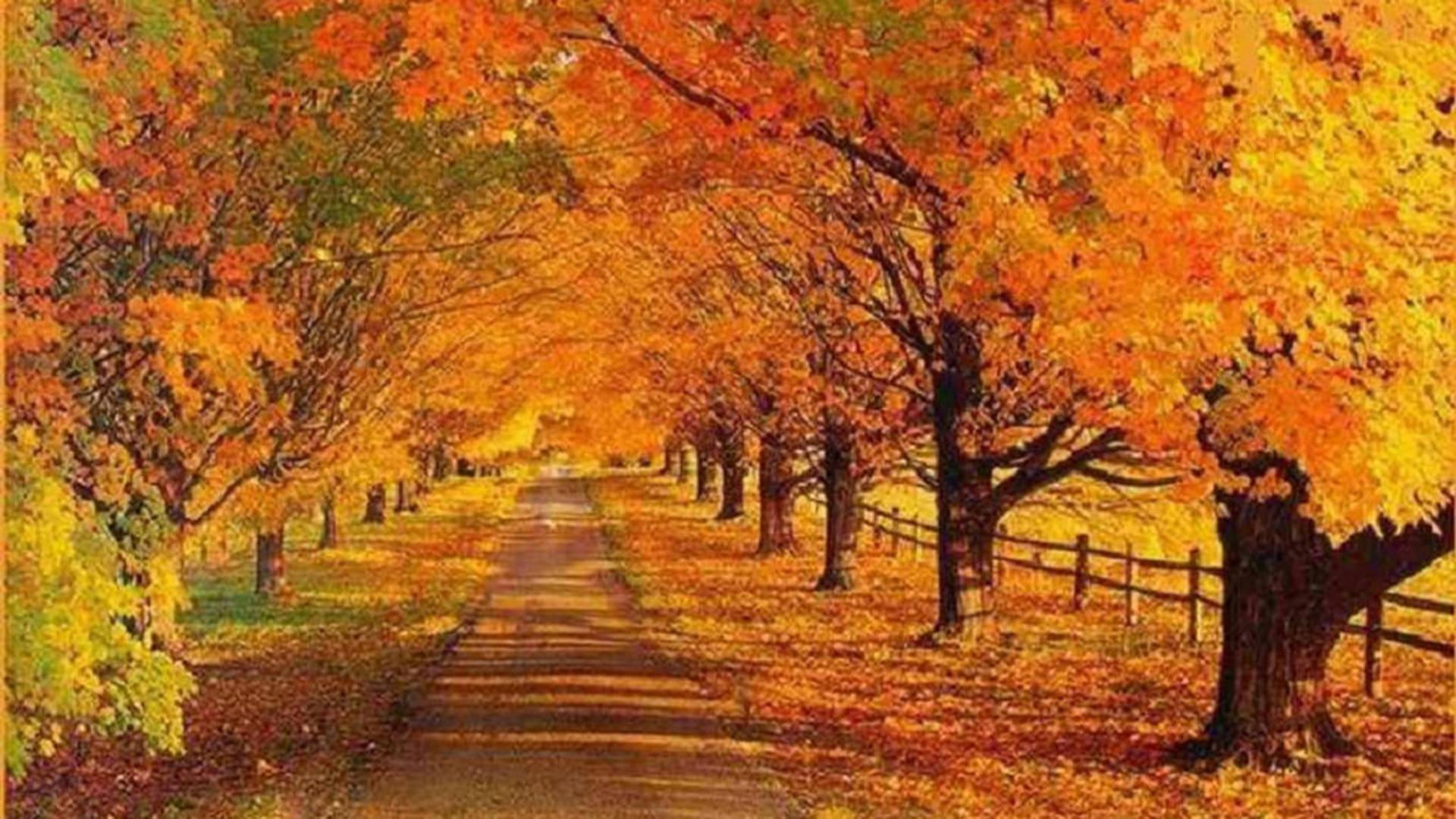 Autumn Trees Full Desktop Screen Hd — 1920x1080 wallpaper