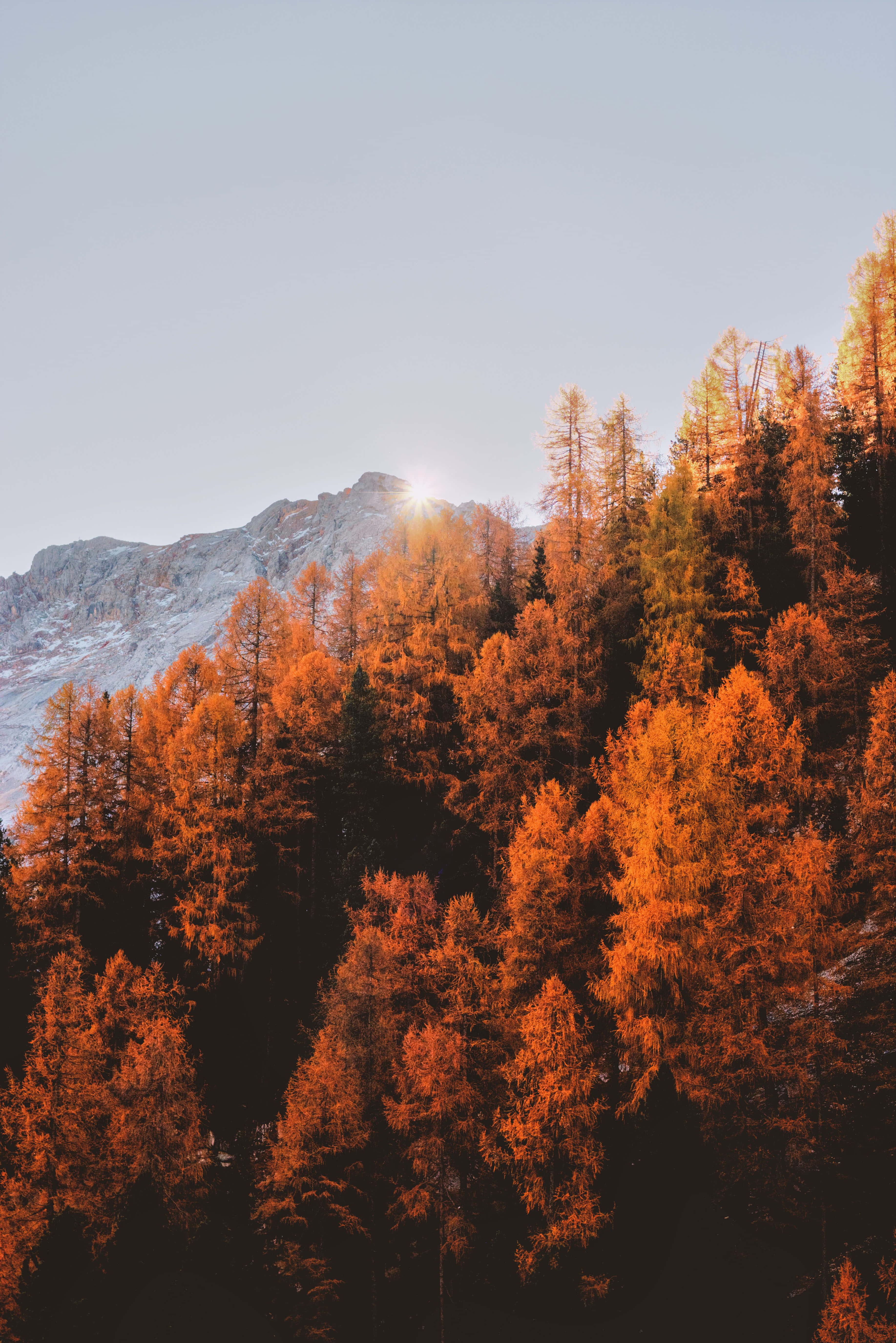 autumn trees in the mountains — 3670x5496 wallpaper
