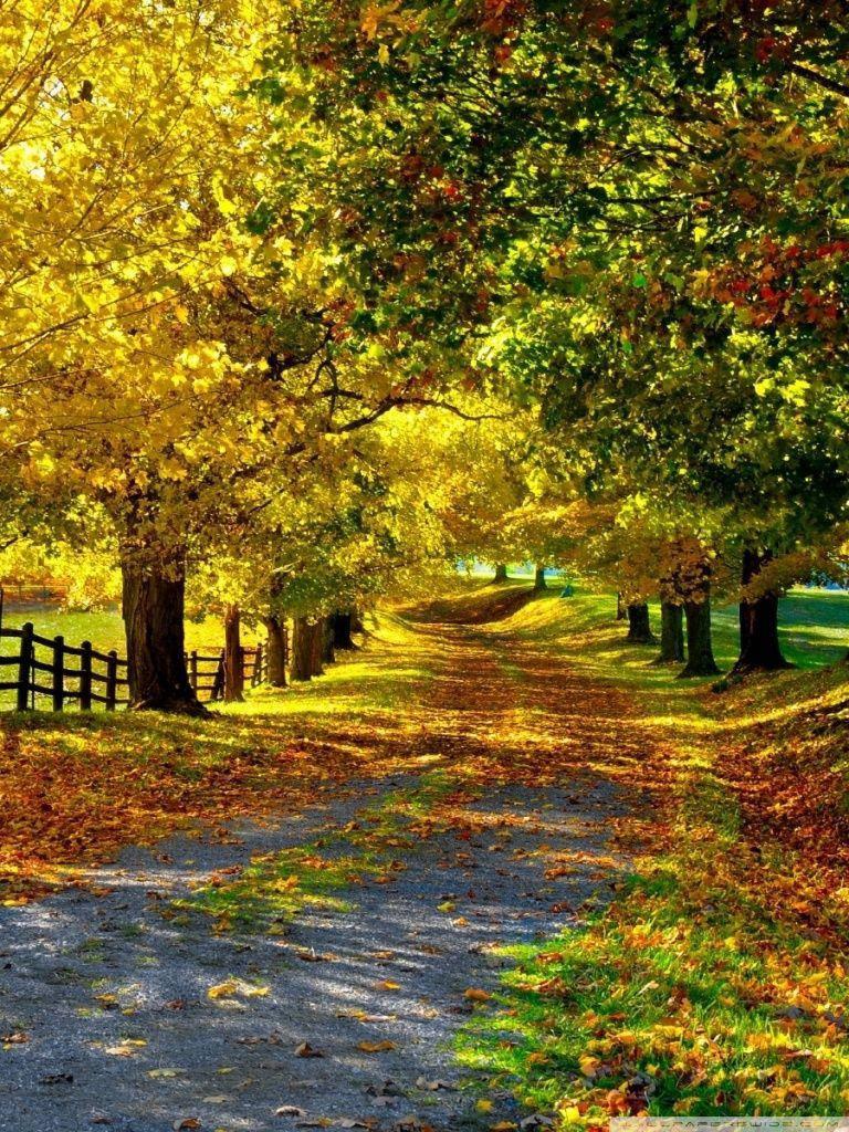 Autumn Trees Walkway Beautiful Phone — 768x1024 wallpaper