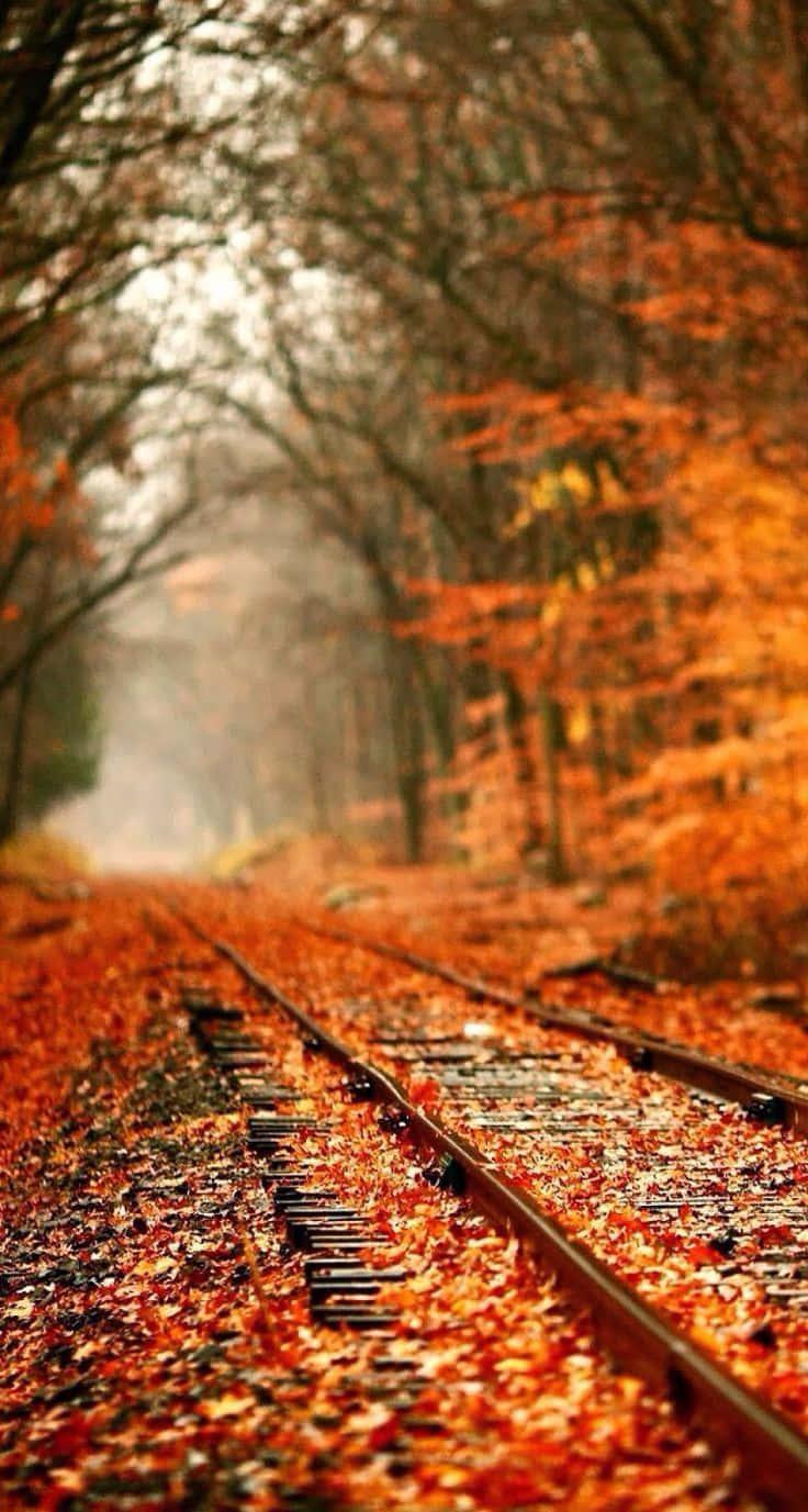 Autumnal Iphone Background — 736x1377 wallpaper