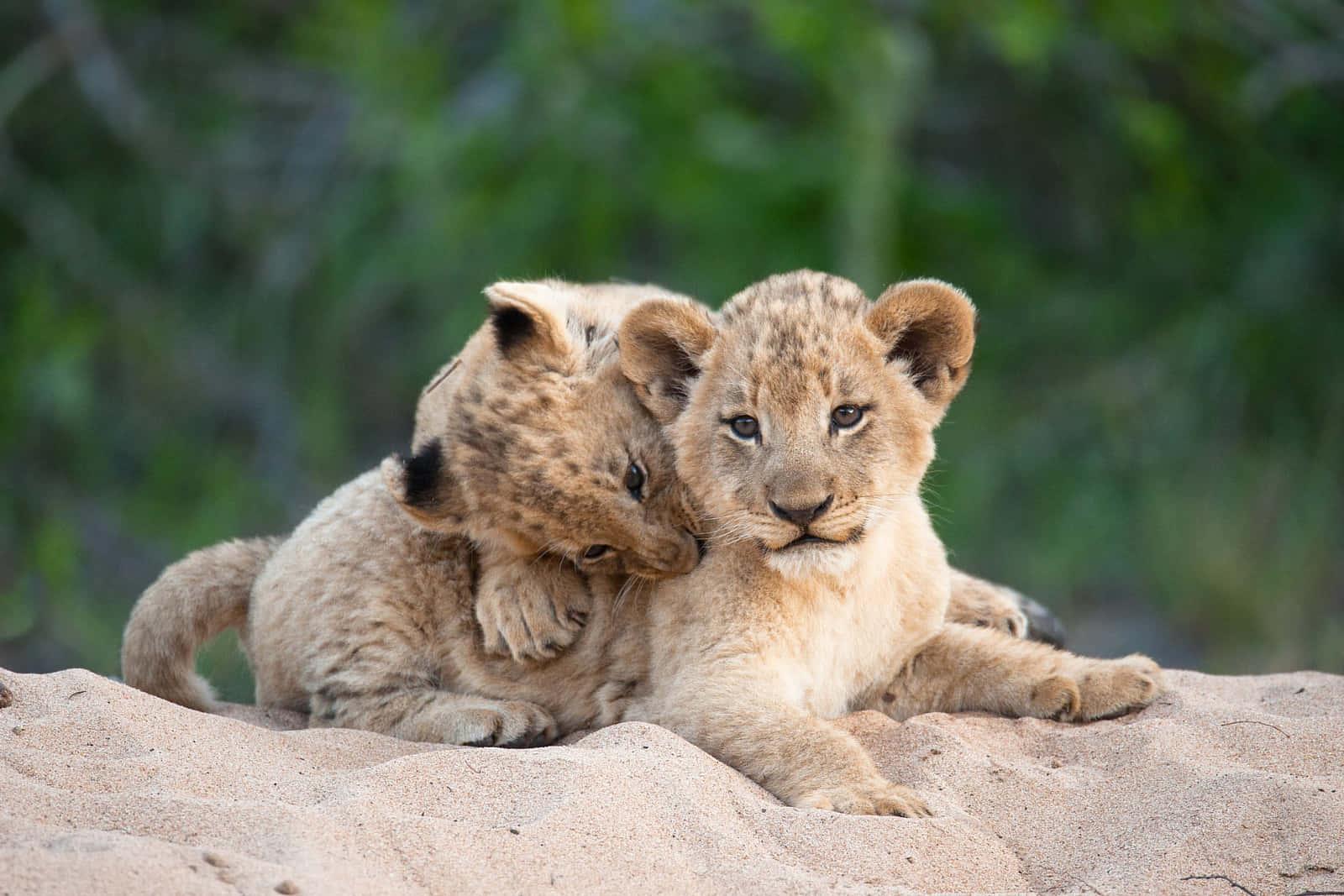 Awww, Little Cute One — 1600x1067 wallpaper