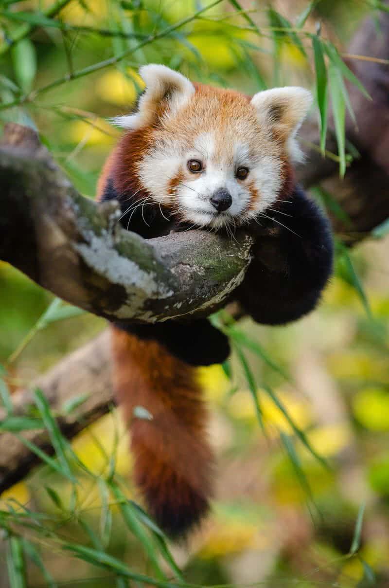 Awww, look at this cuteness! — 800x1208 wallpaper