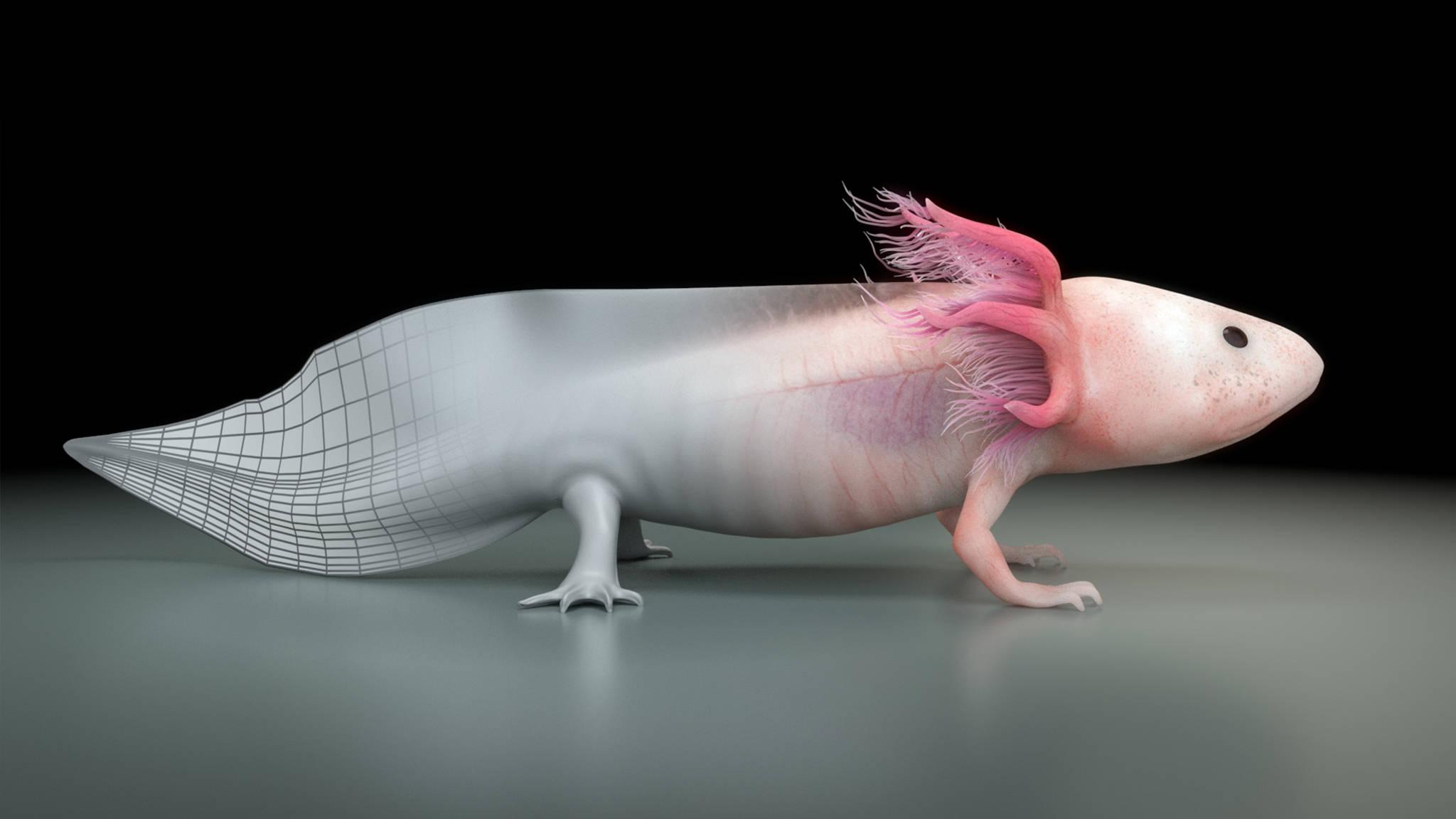 Axolotl 3D Rendering — 2048x1152 wallpaper