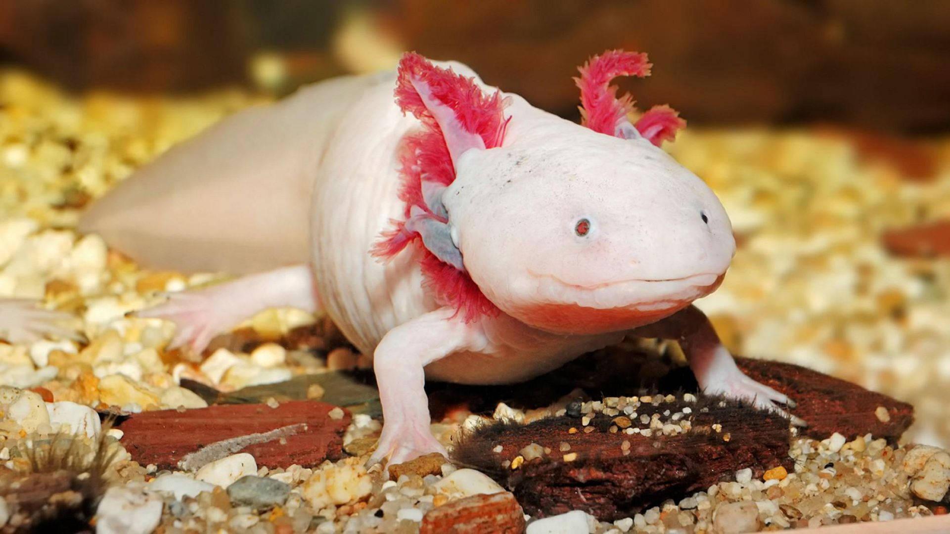 Axolotl Focus Photography — 1921x1080 wallpaper