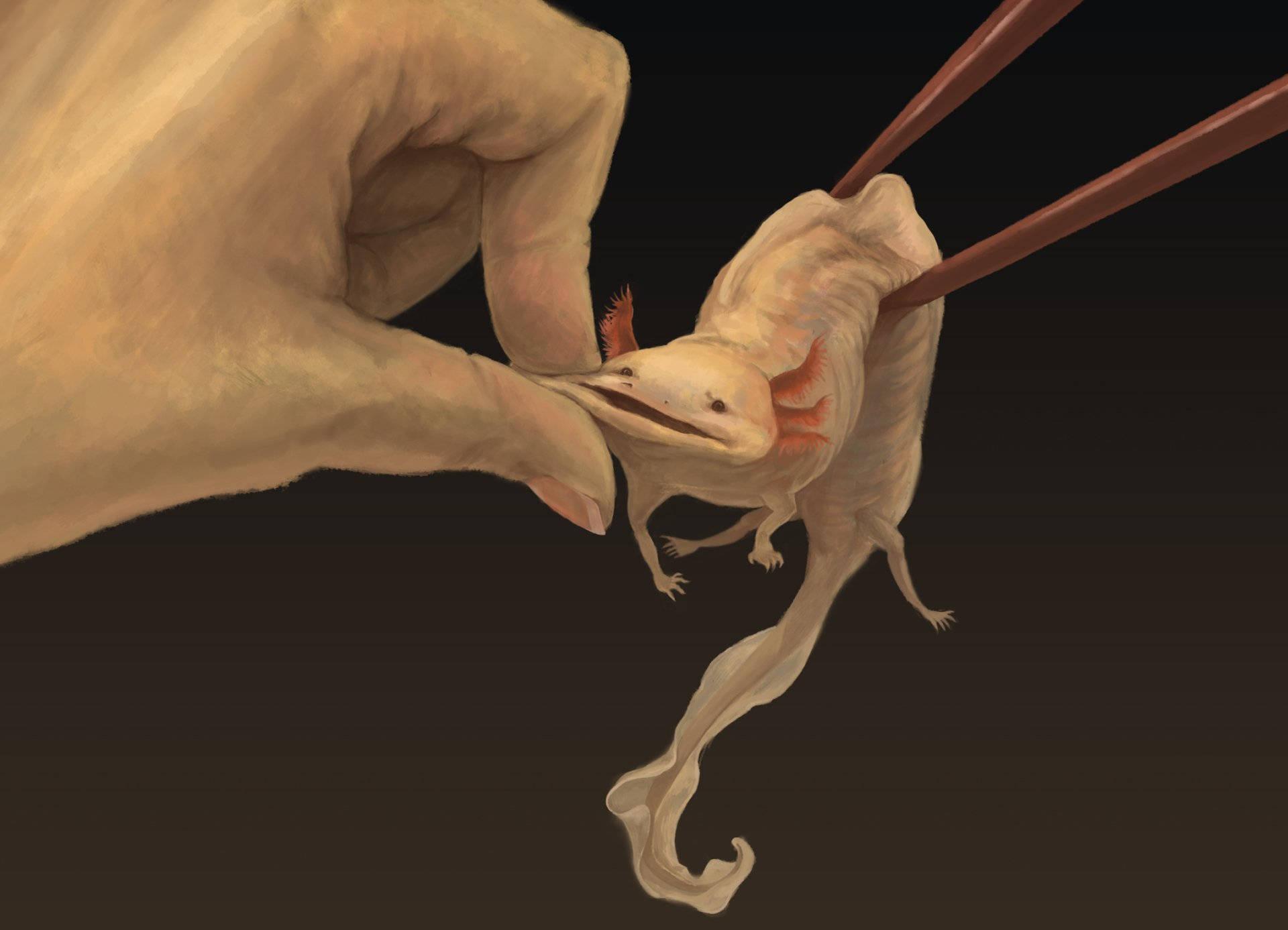 Axolotl Pinched With Chopsticks — 1920x1387 wallpaper