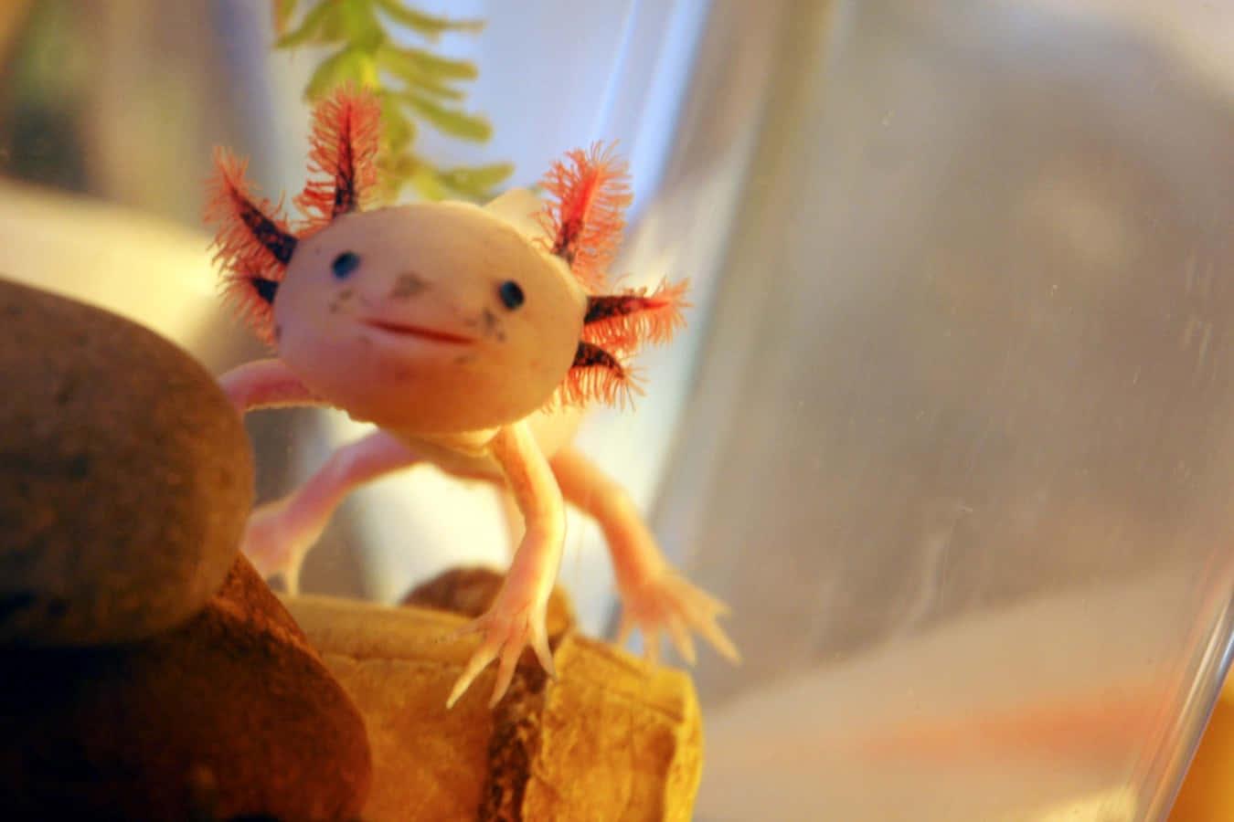 Axolotls are Cute and Strange! — 1350x900 wallpaper