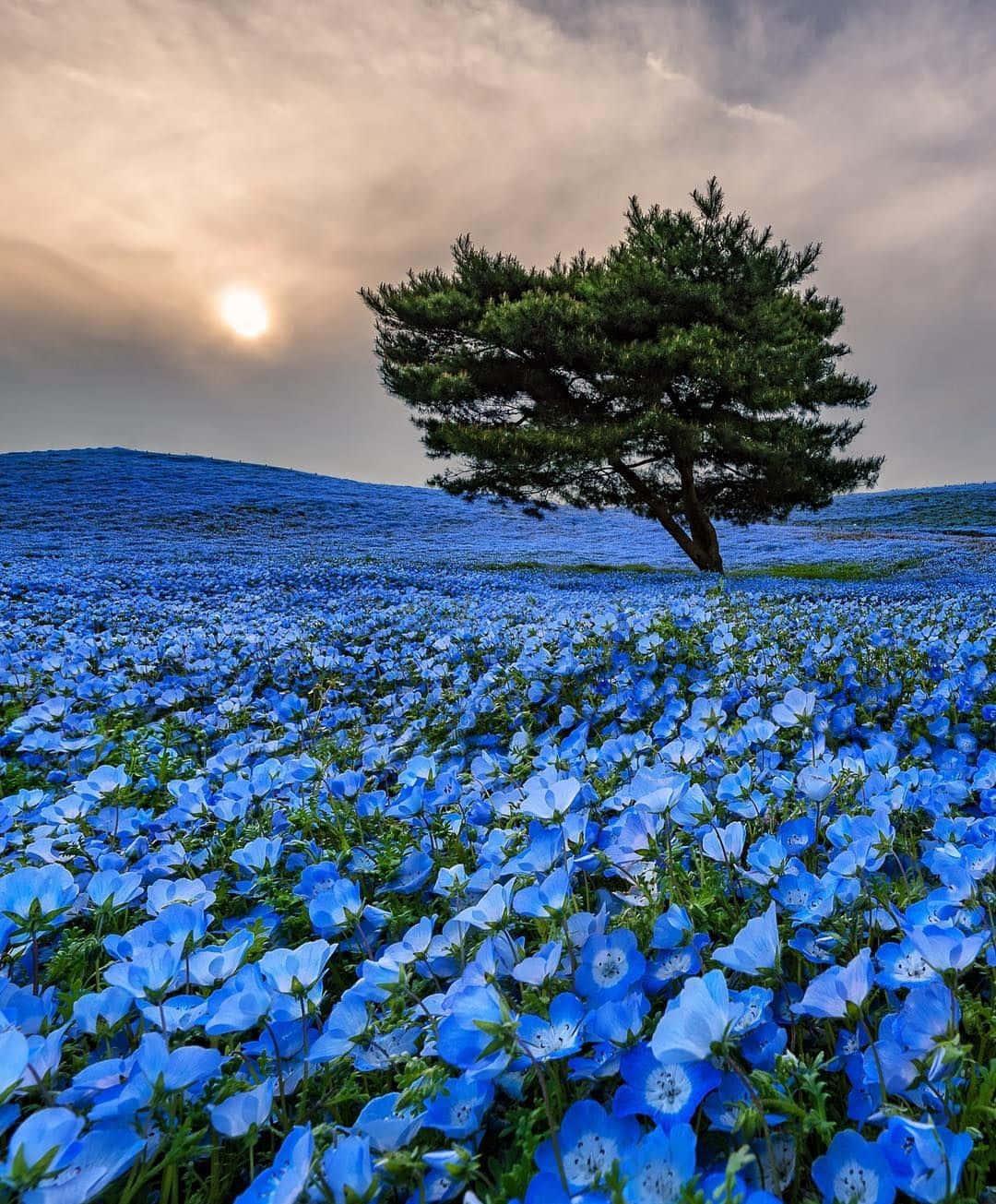 Baby Blue Eyes Flowers Picture — 1080x1305 wallpaper