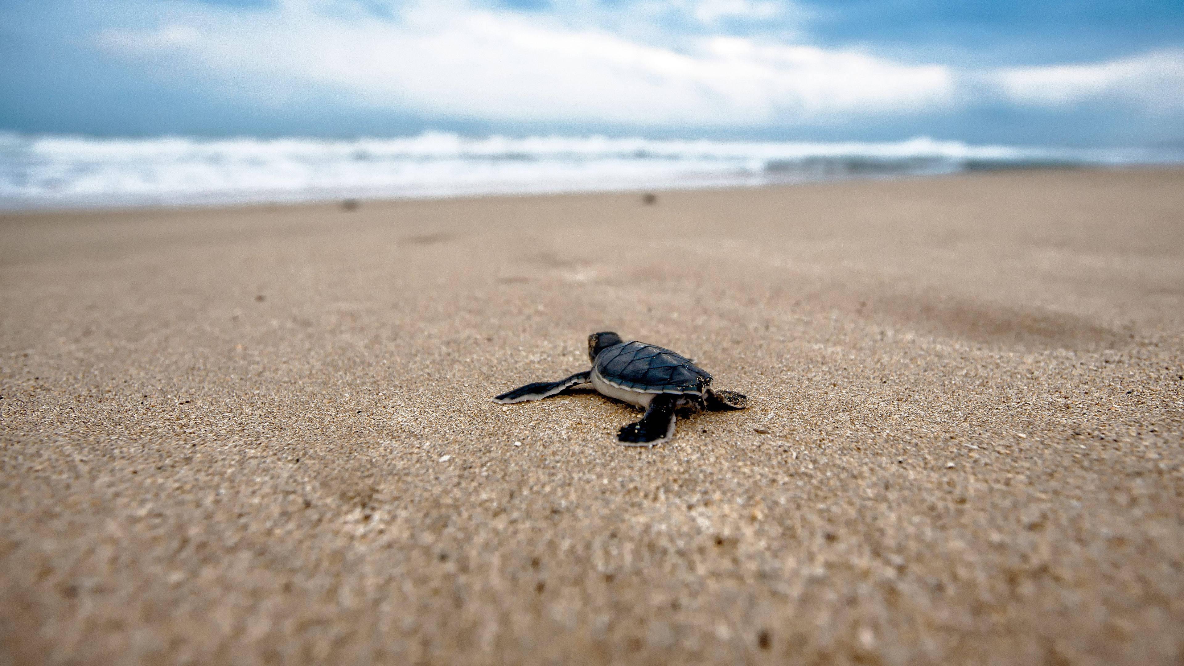 Baby Sea Turtle Chromebook — 3840x2160 wallpaper